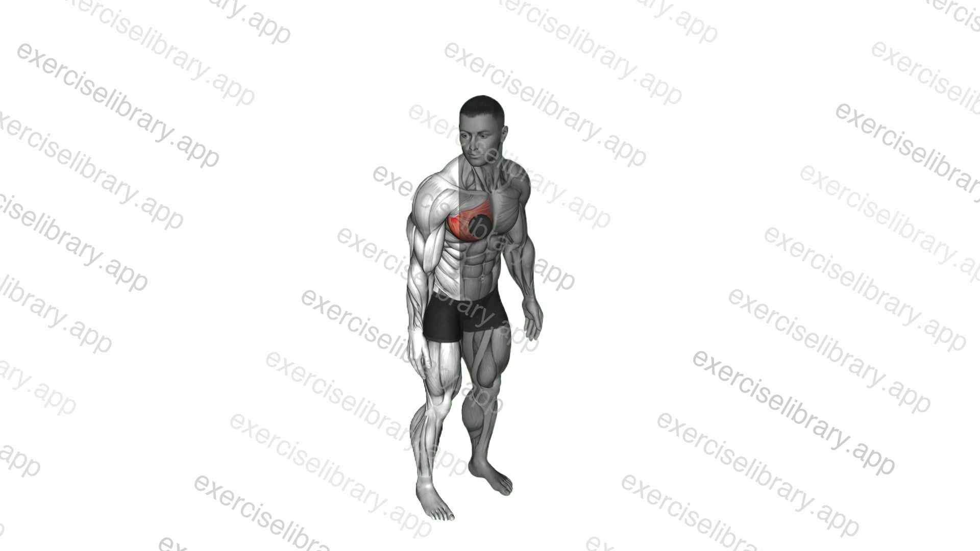 Roll Ball Pectoralis Major   Sternal demonstration