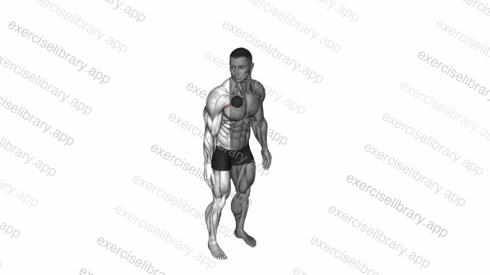 Roll Ball Pectoralis Major   Clavicular Stretch demonstration