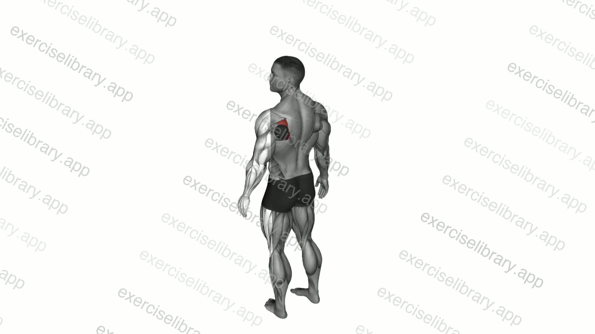 Roll Ball Infraspinatus Stretch demonstration