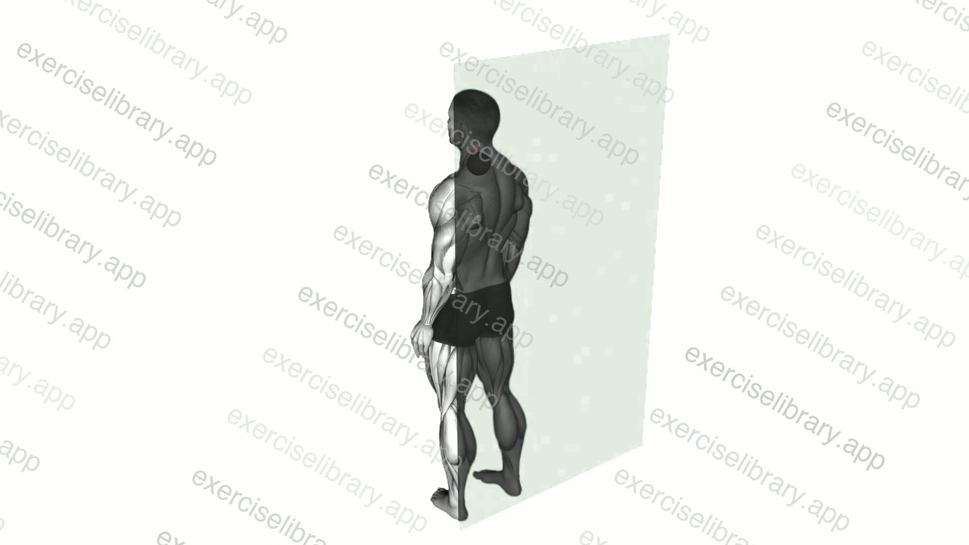 Roll Ball Scapula Levator demonstration