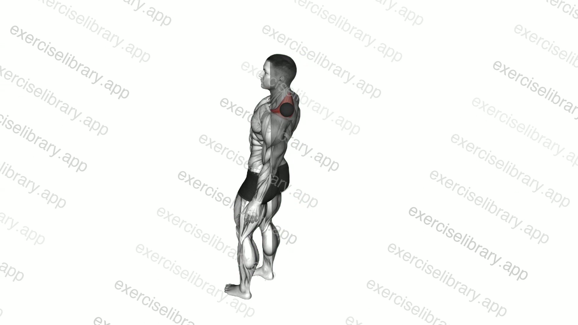 Roll Ball Trapezius Upper Stretch demonstration