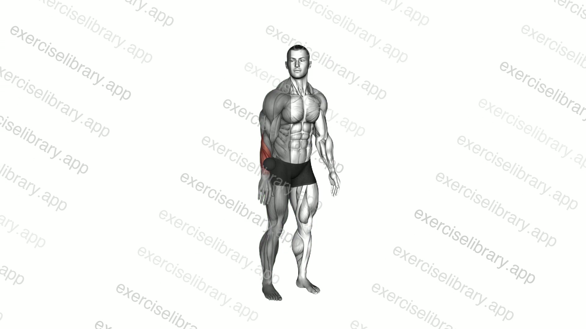 Roll Ball Forearm Extensors demonstration