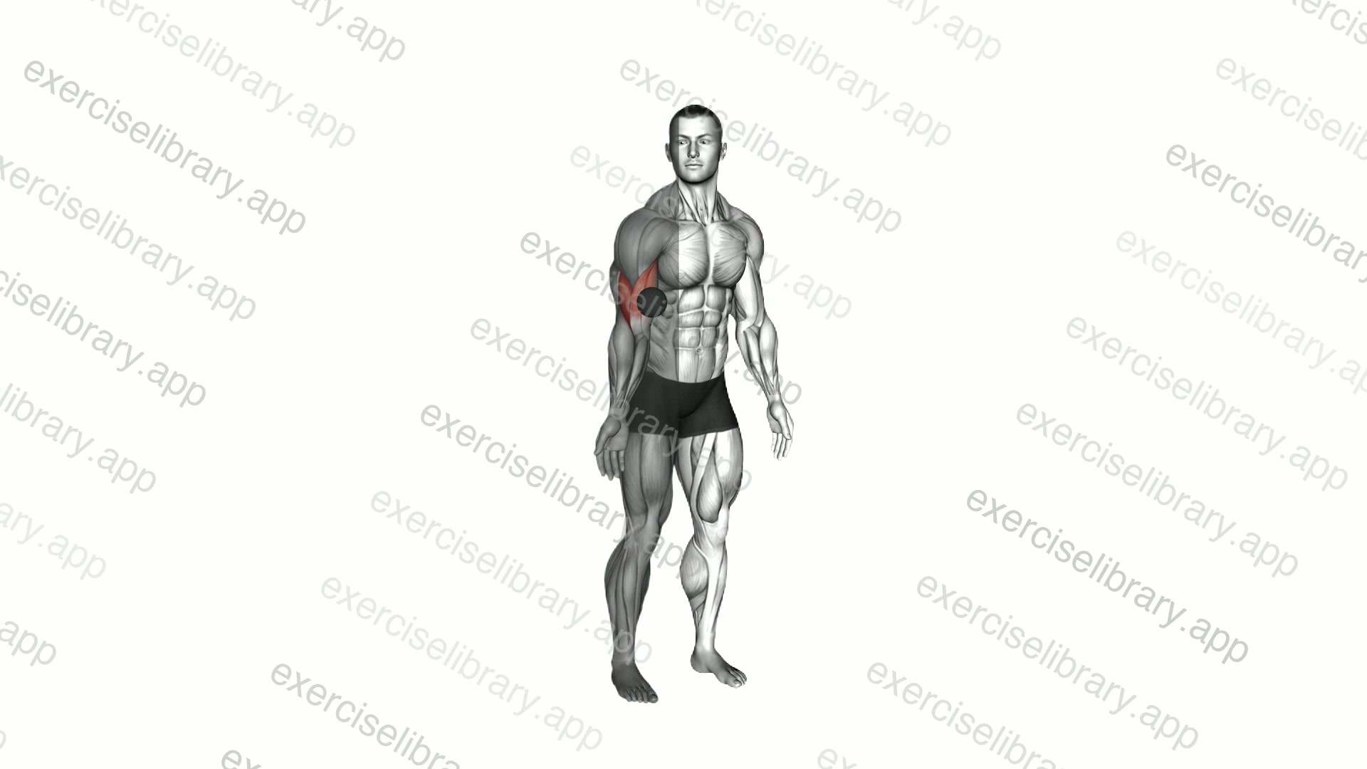 Roll Ball Bicep Brachii demonstration