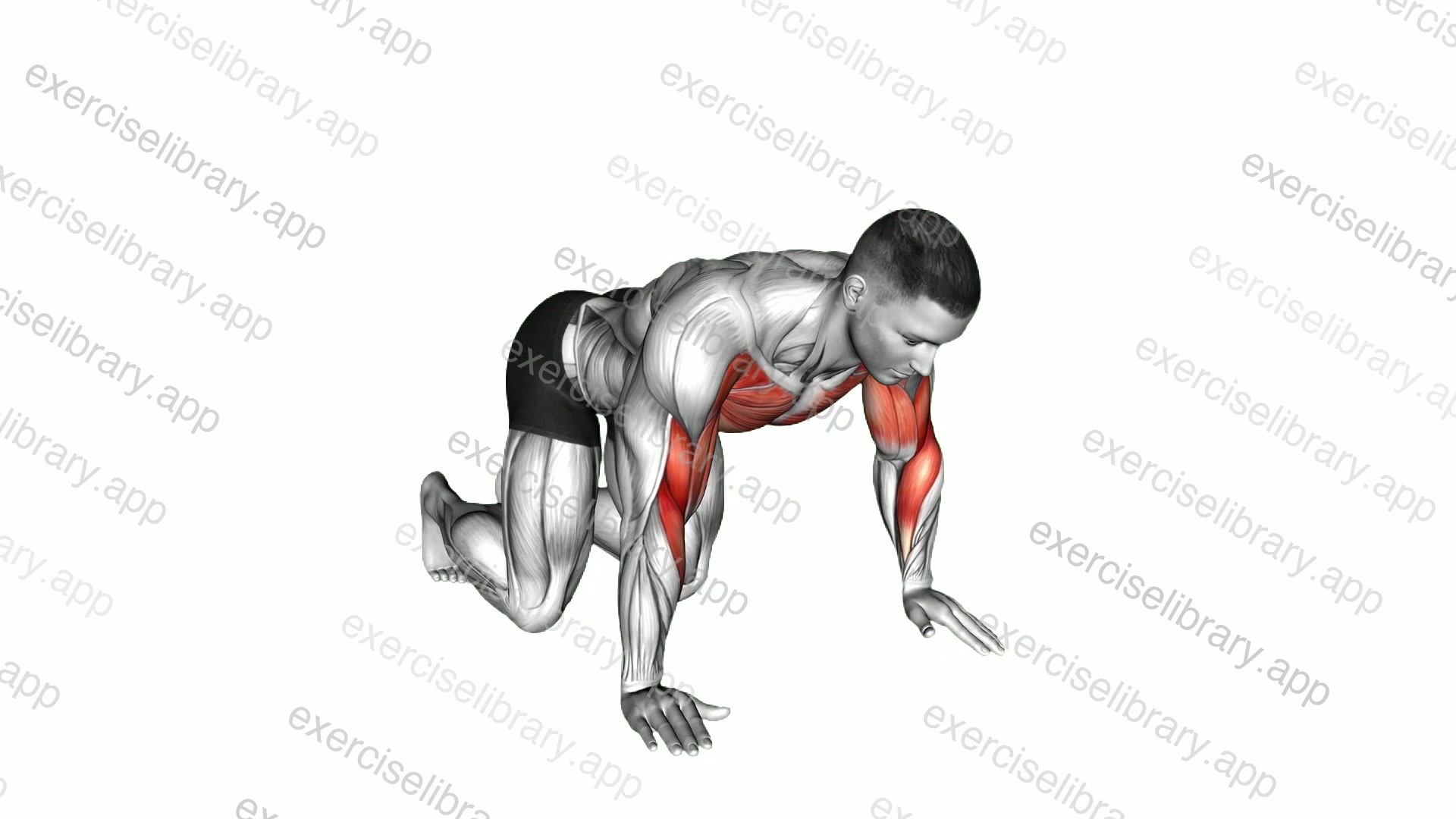 Kneeling Shoulder Tap demonstration
