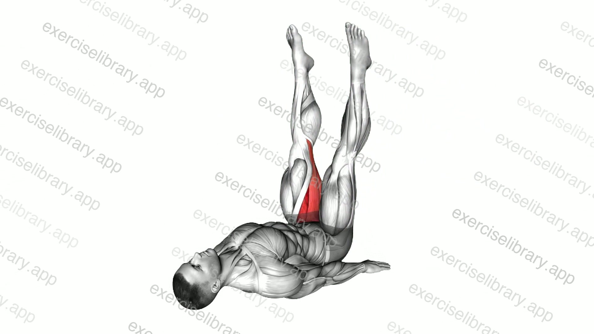 Exercise Library: 8,000+ Exercises by Muscle & Equipment | ExerciseLibrary
