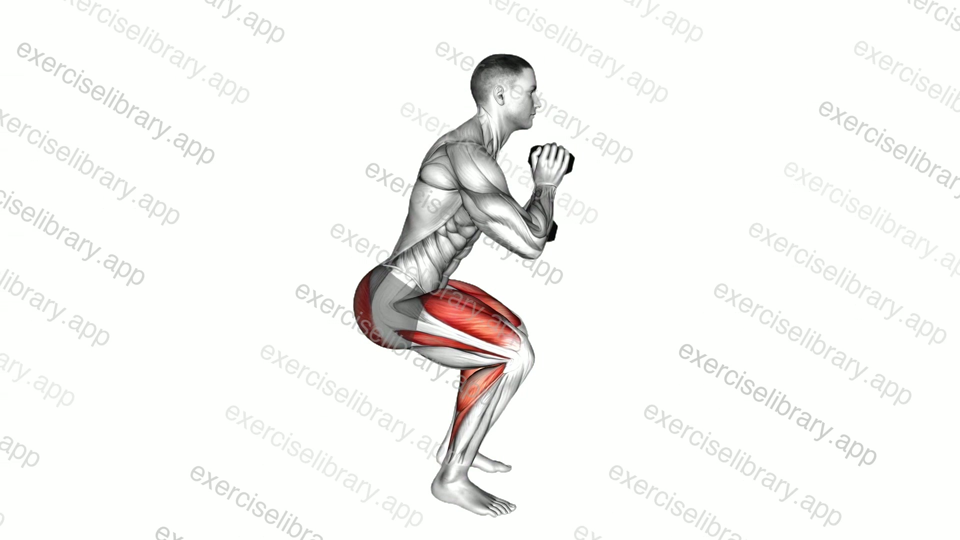 Dumbbell Squat Hold Calf Raise demonstration