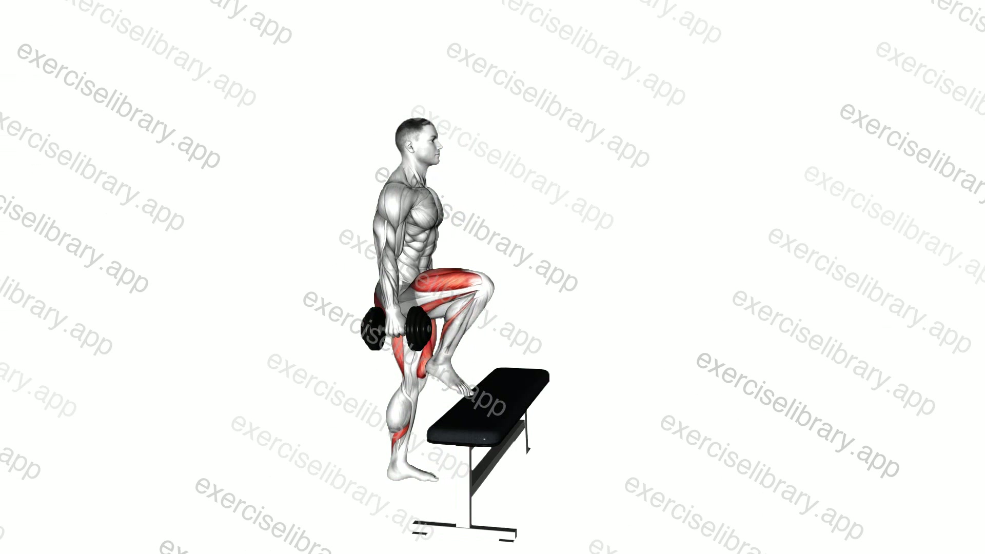 Dumbbell Step-up with Knee Raise demonstration