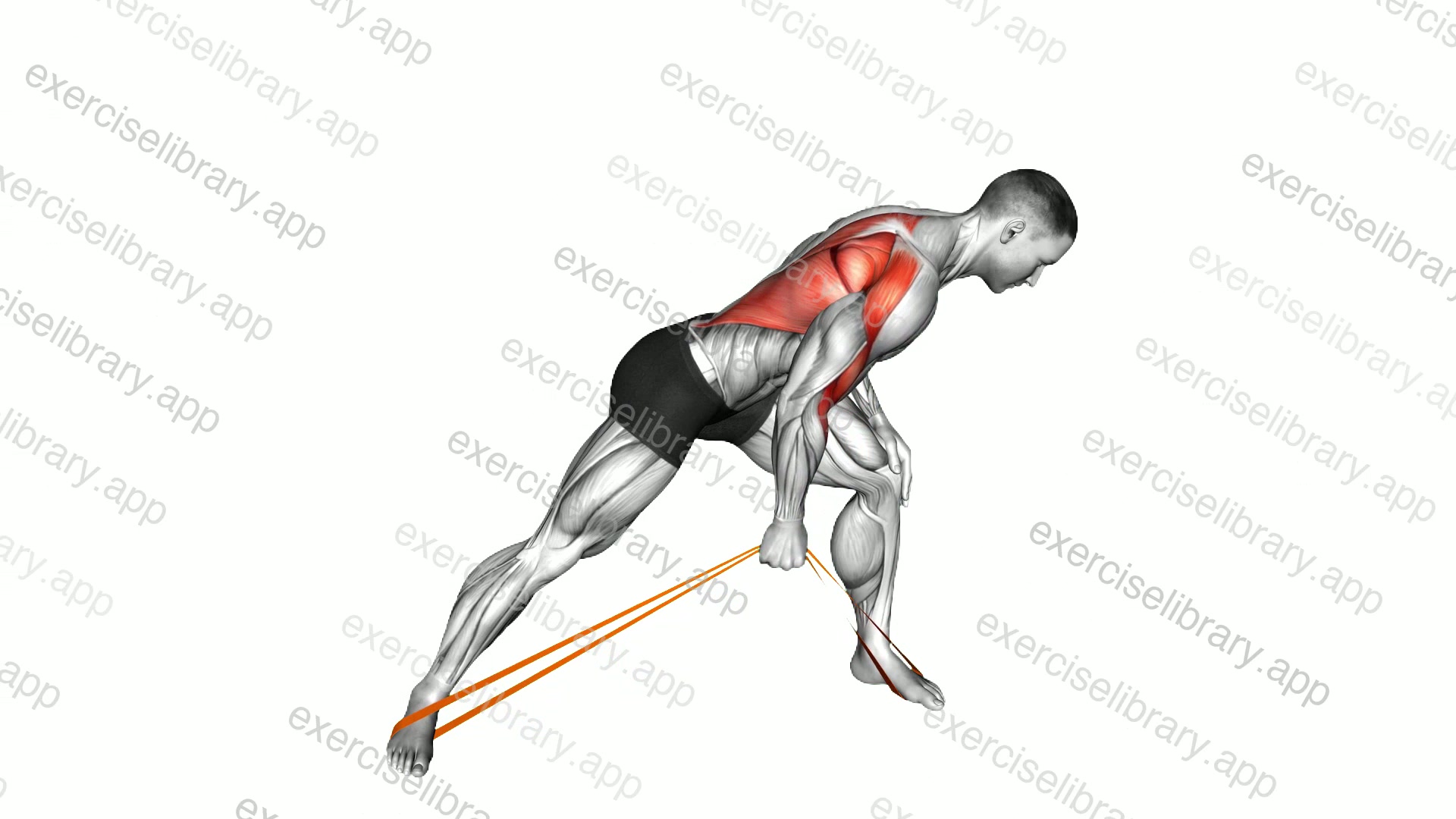 Resistance Band One Arm Bent Over Row demonstration