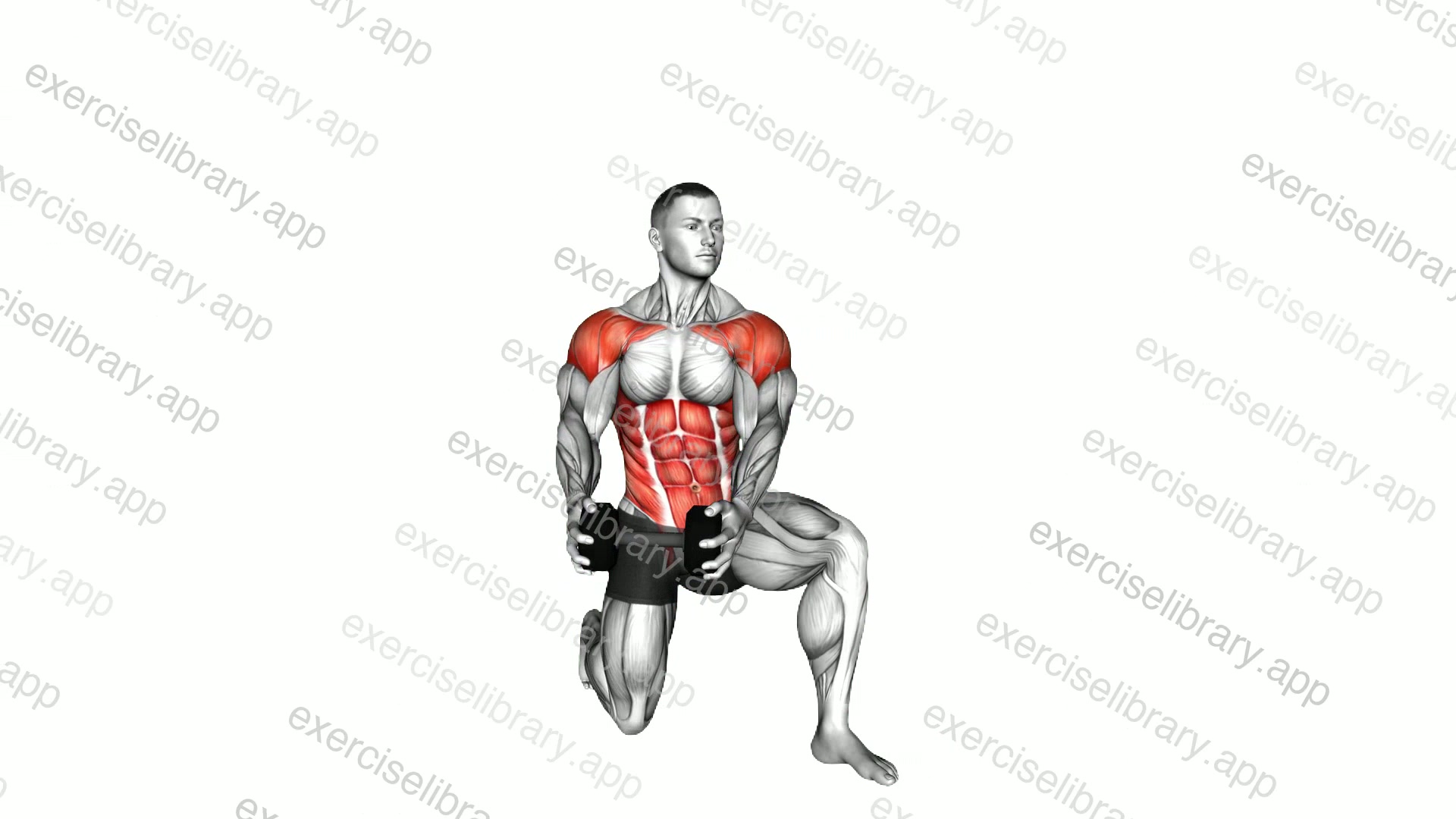 Dumbbell Half Kneeling Lift and Chop demonstration