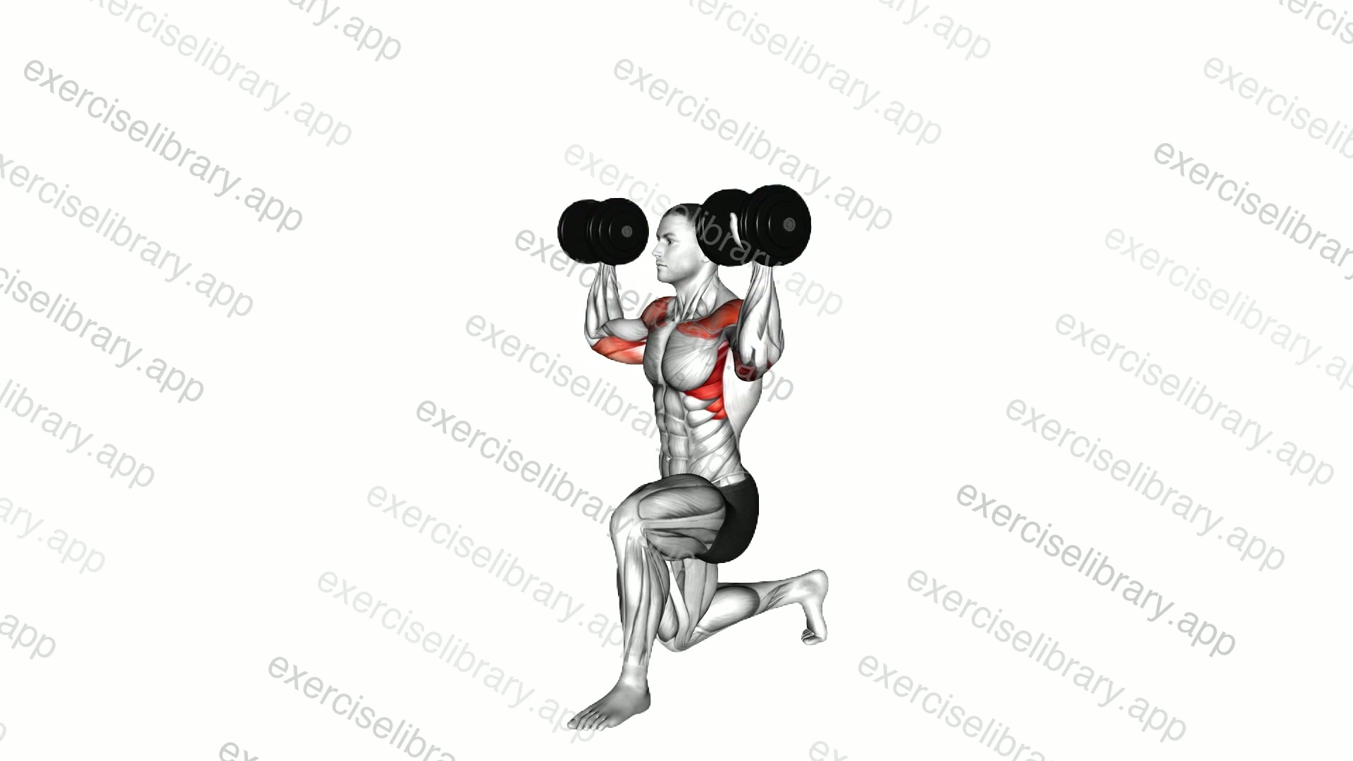 Dumbbell Half Kneeling Military Press demonstration