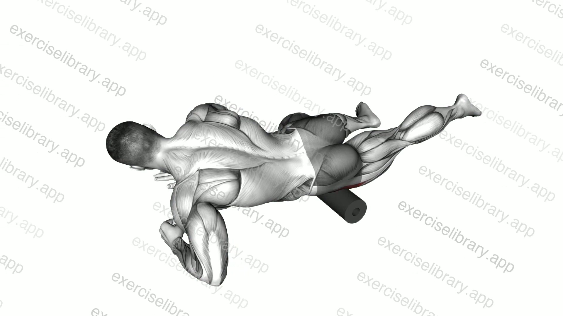 Roll Tensor Fasciae Latae demonstration