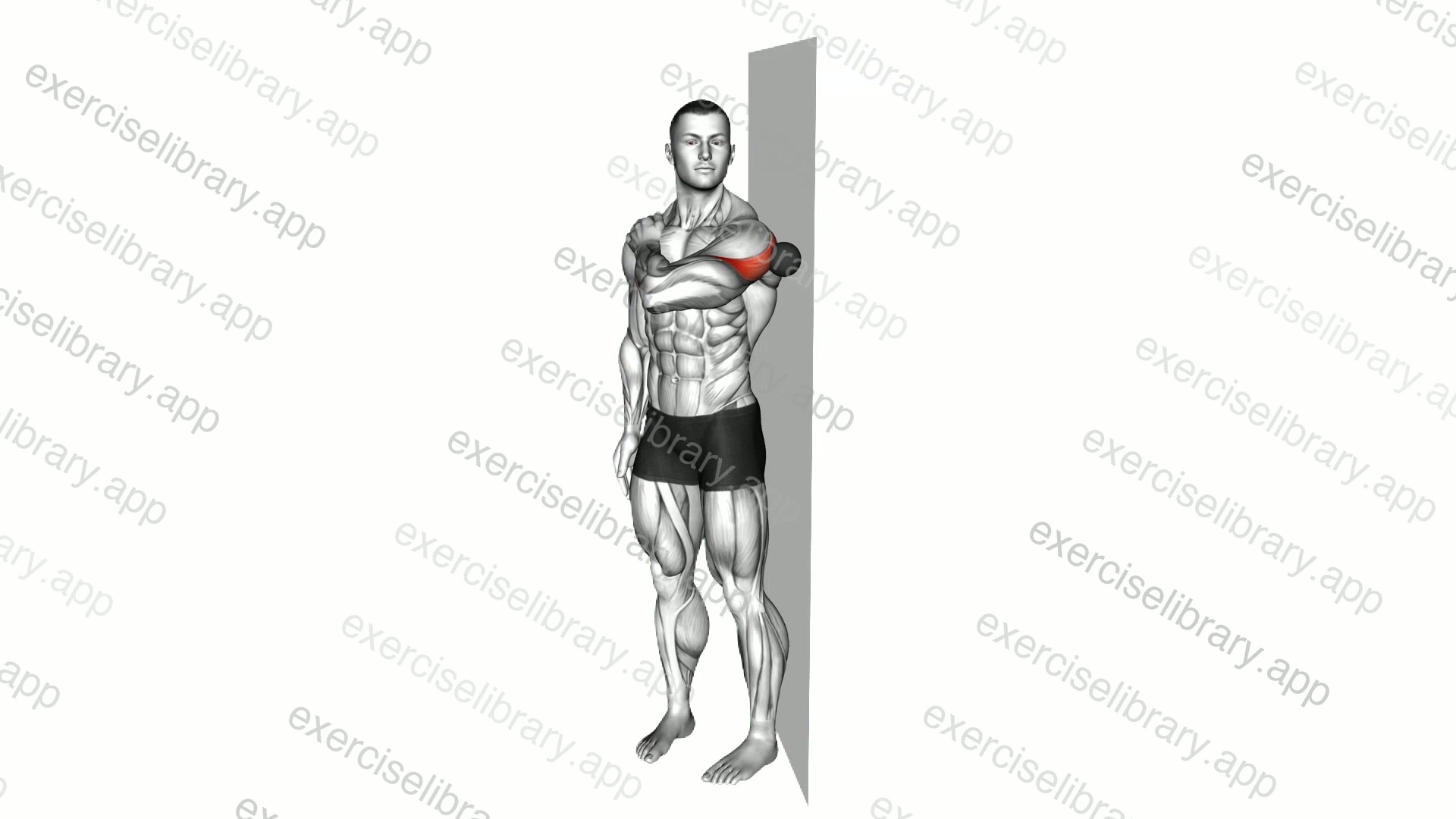 Roll Ball Deltoid Posterior demonstration