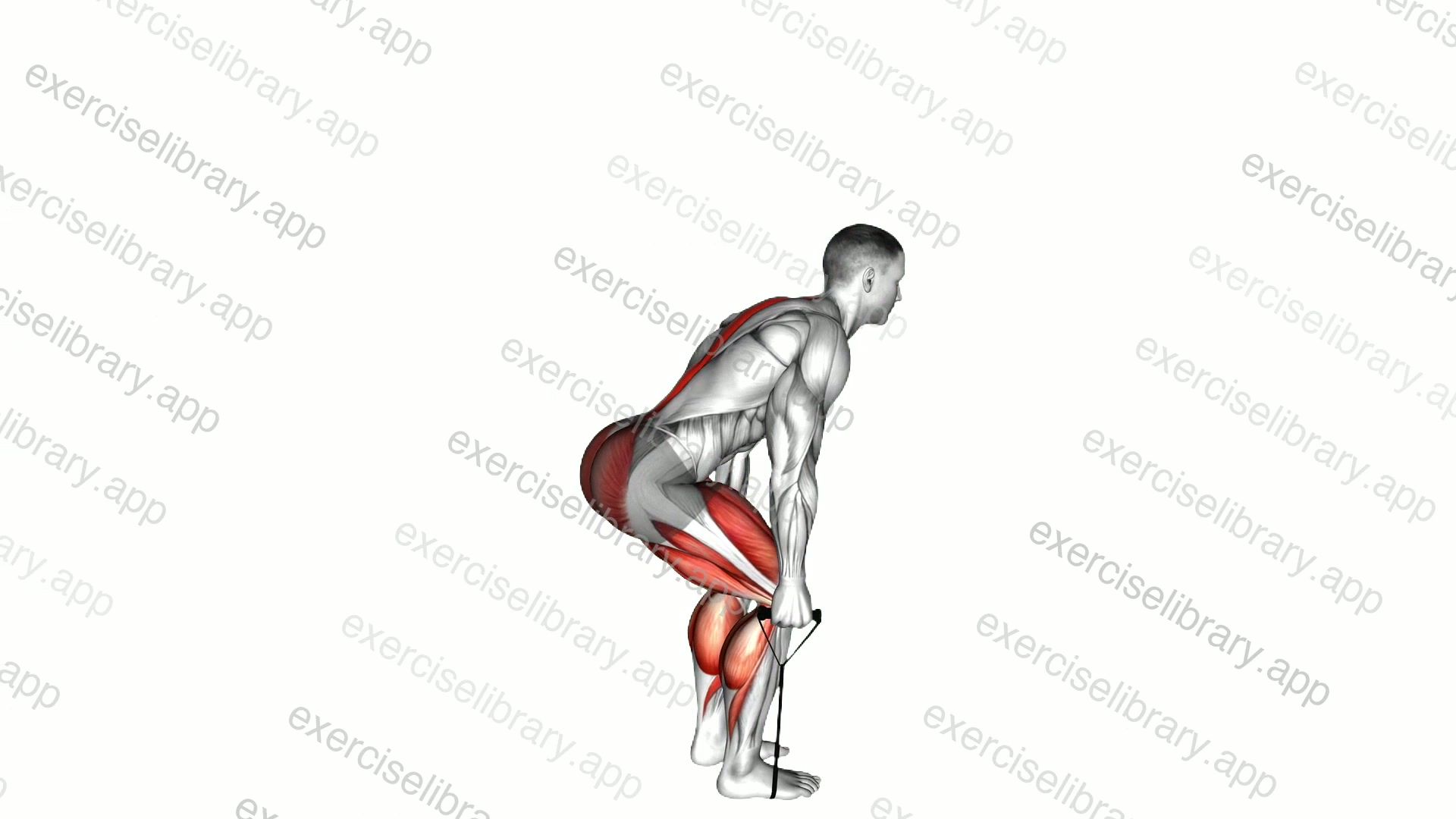 Band Deadlift demonstration