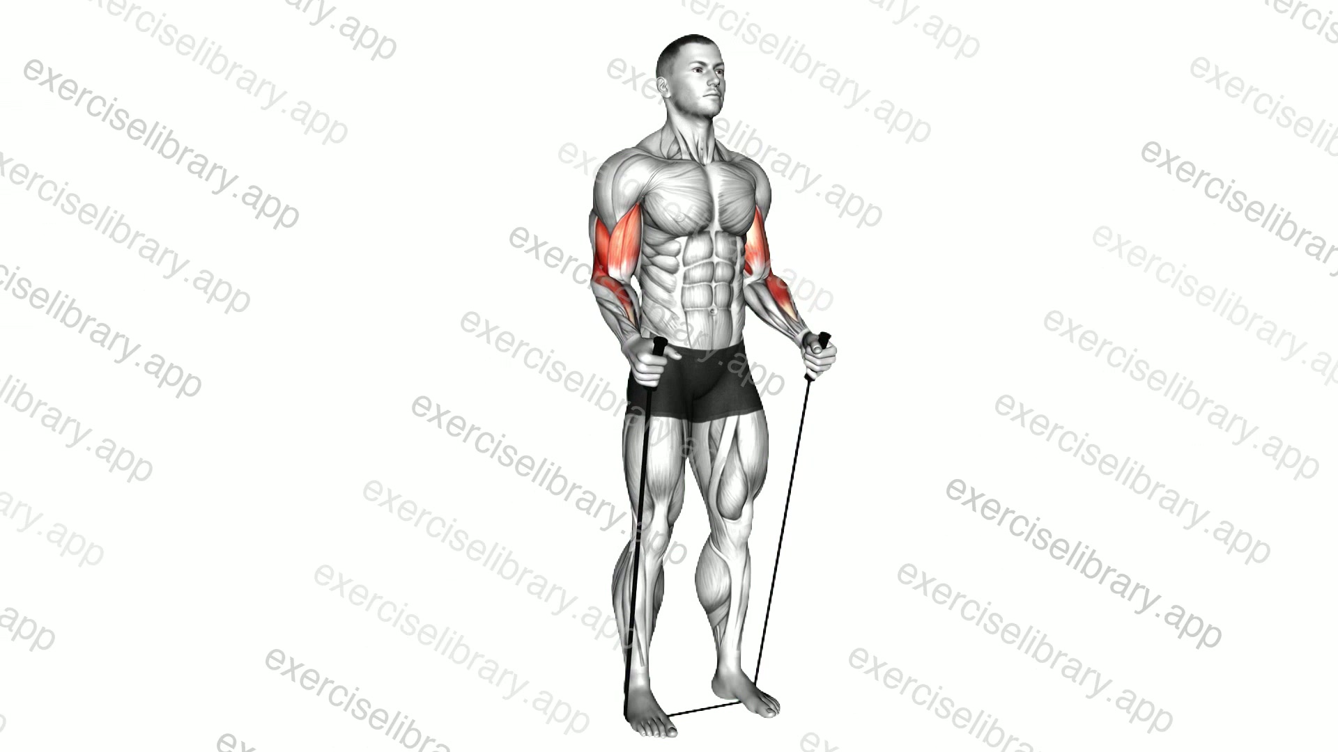 Band Standing Hammer Curl demonstration