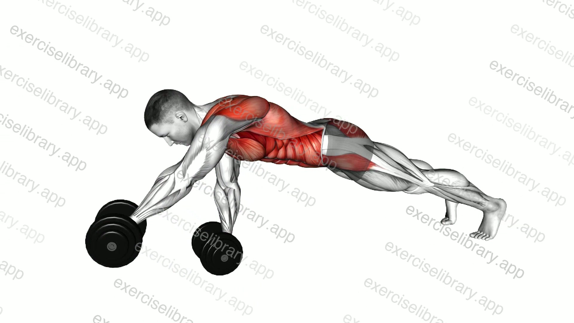 Dumbbell Front Plank Arm Raise demonstration