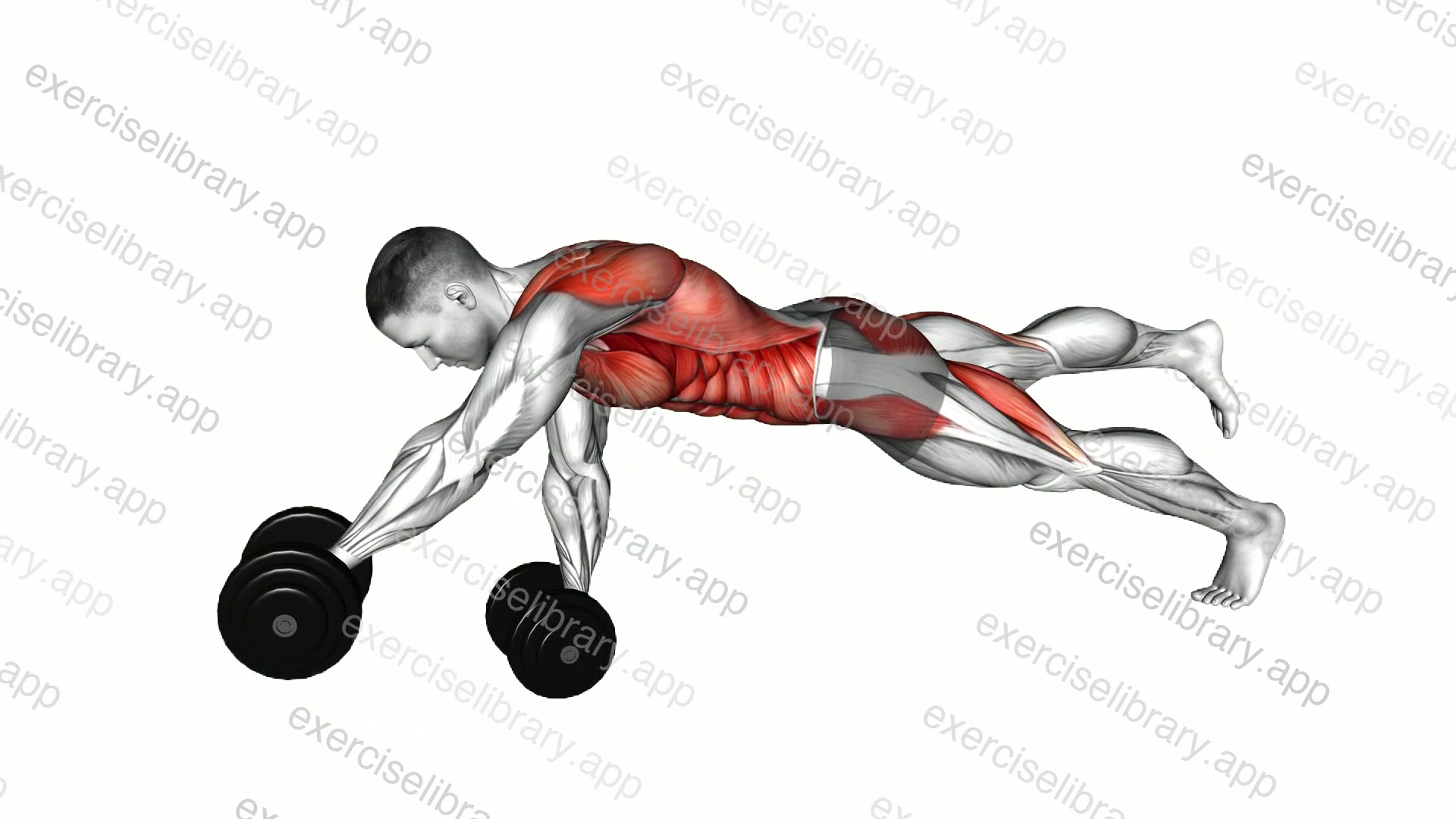 Dumbbell Front Plank Arm Leg Raise demonstration