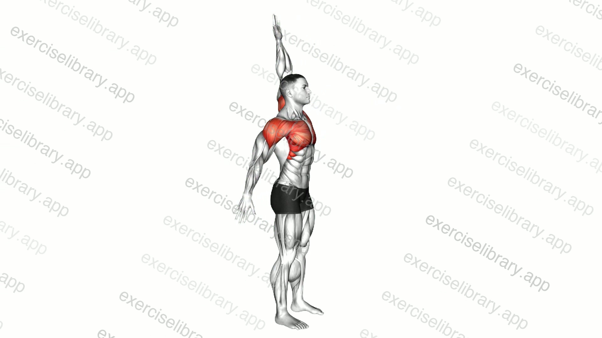Standing Overhead Shoulder Stretch demonstration