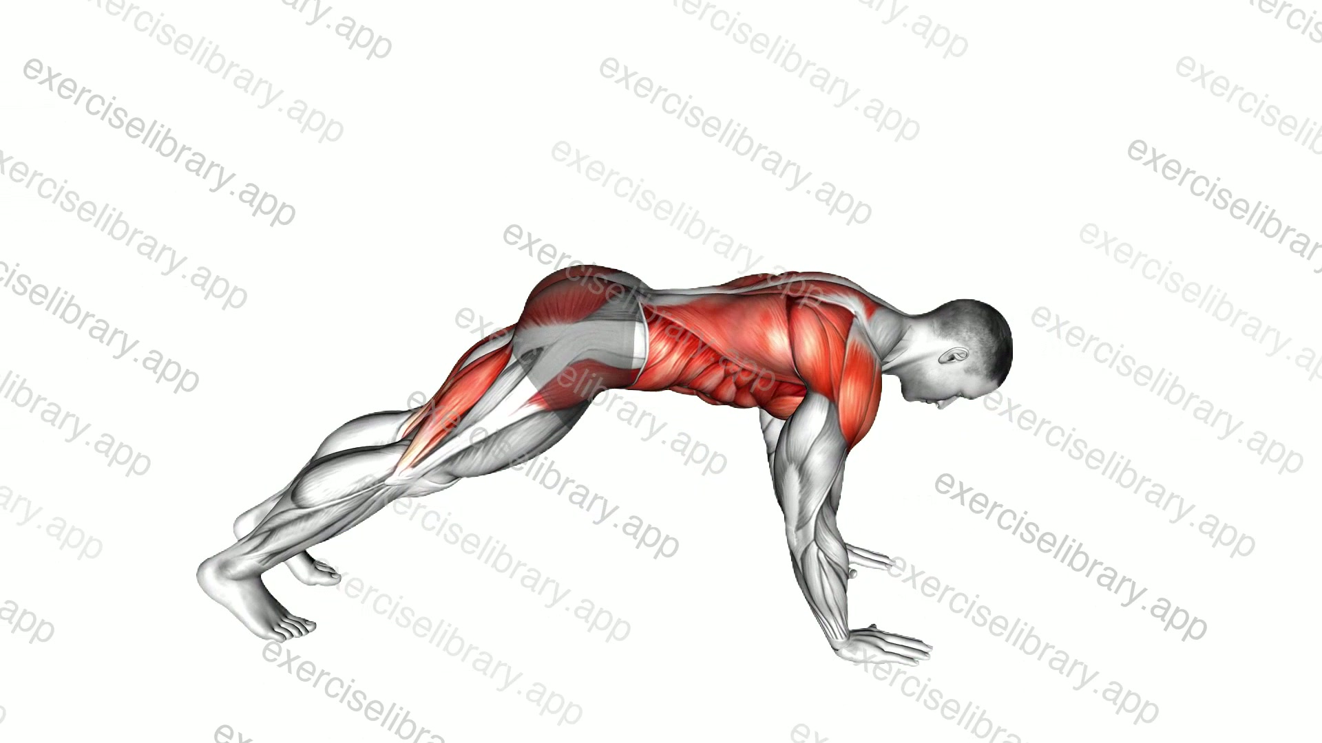 Down to Upward Dog demonstration