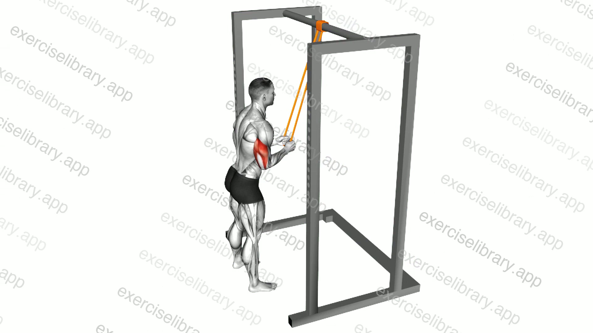 Resistance Band Triceps Pushdown demonstration