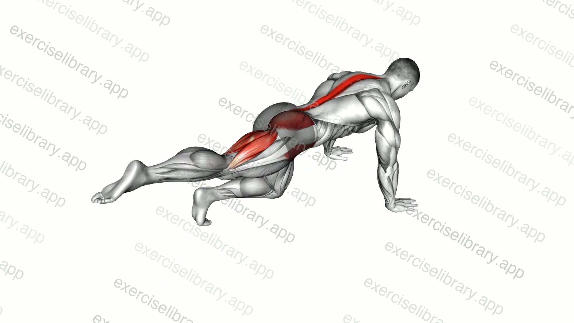 Kneeling Leg Half Circle demonstration