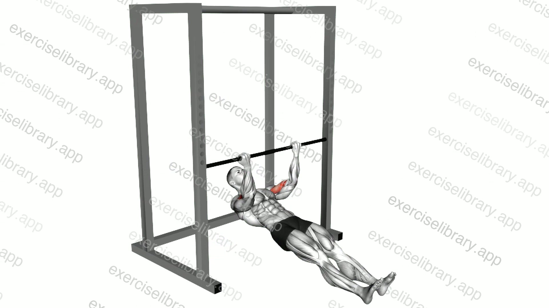 Bar Biceps Curl demonstration