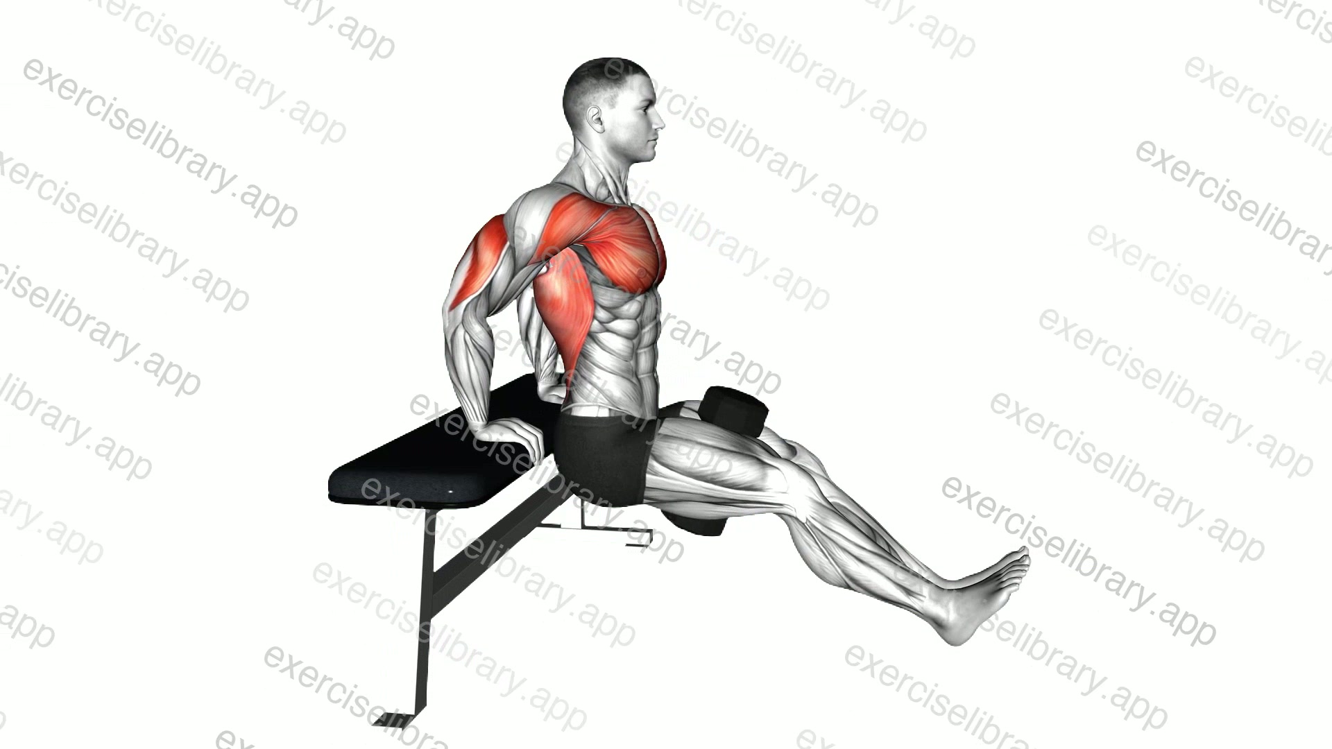 Dumbbell Bench Dip demonstration