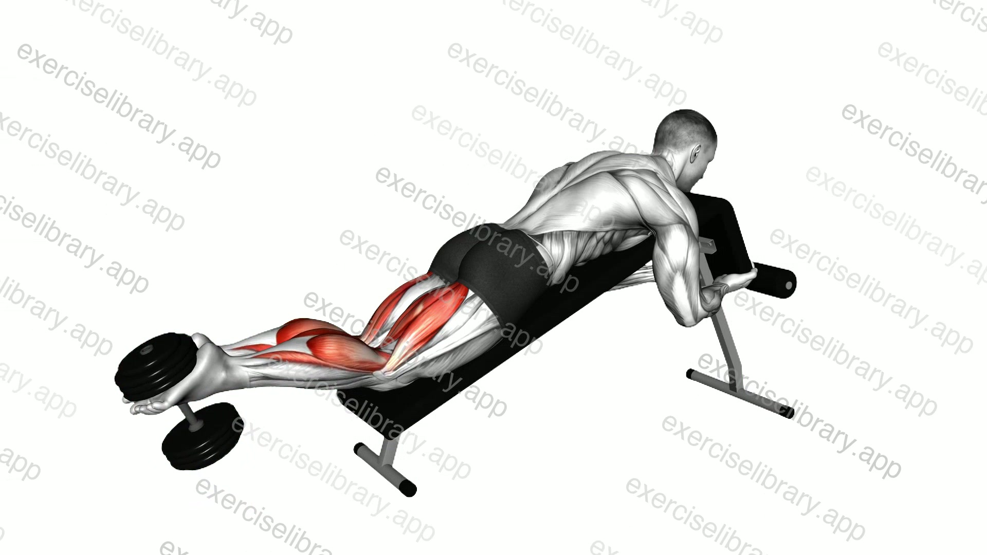 Dumbbell Decline Lying Leg Curl demonstration