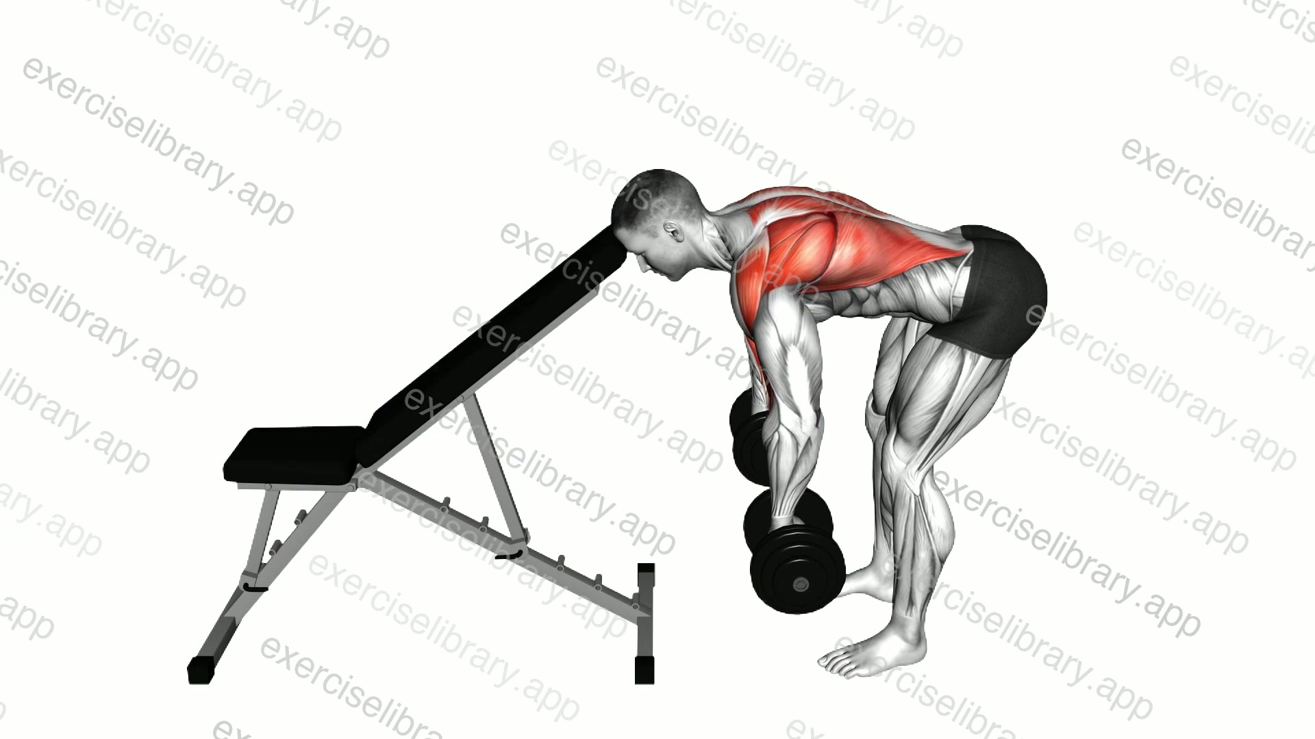 Dumbbell Head Supported Row demonstration