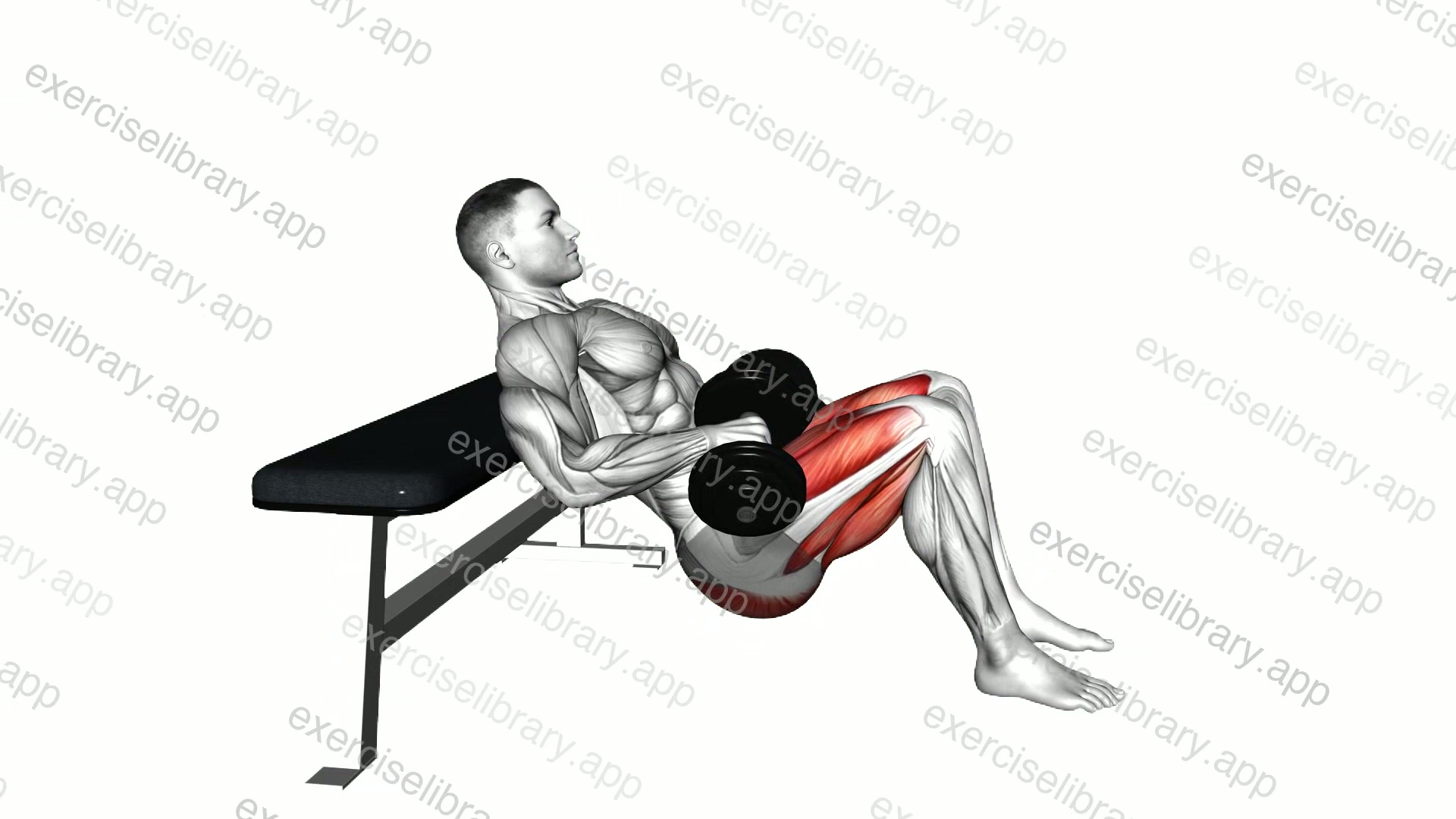 Dumbbell Hip Thrust demonstration
