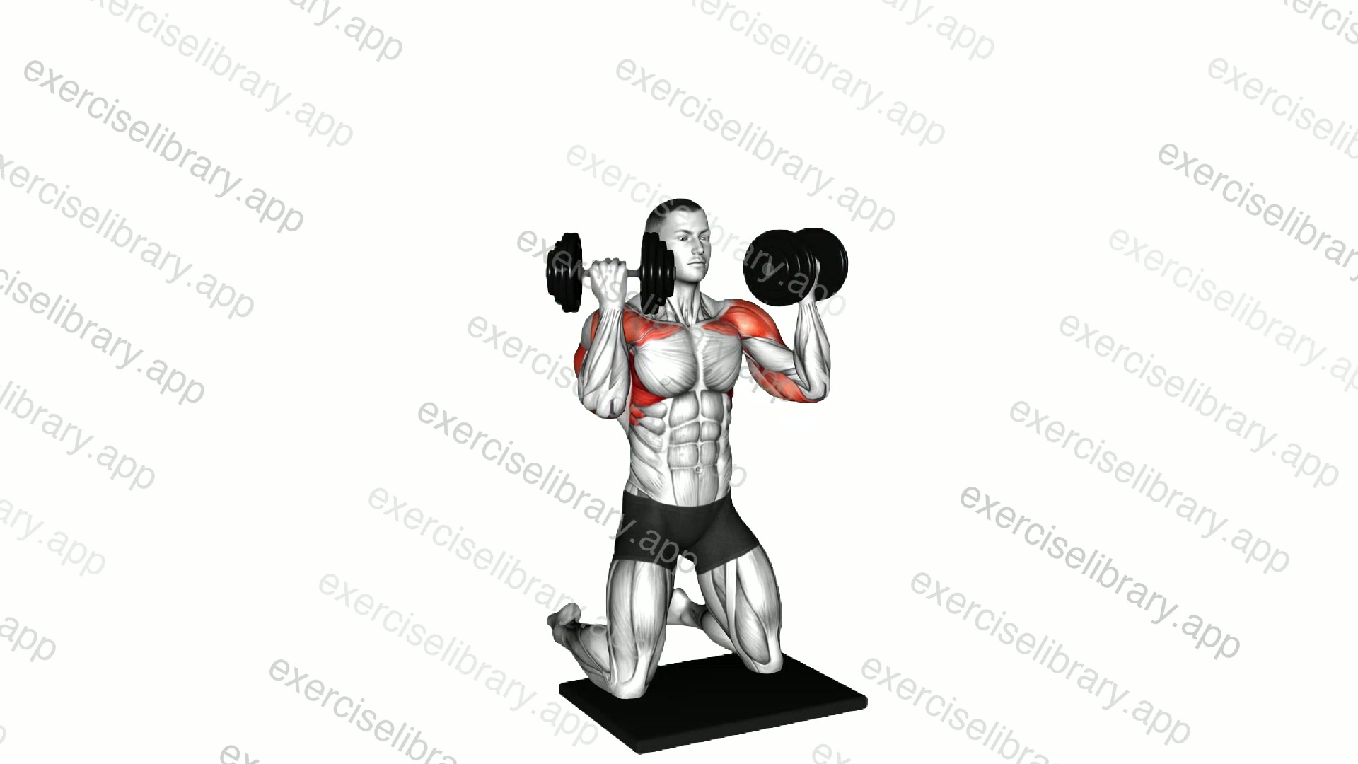 Dumbbell Kneeling Arnold Press demonstration