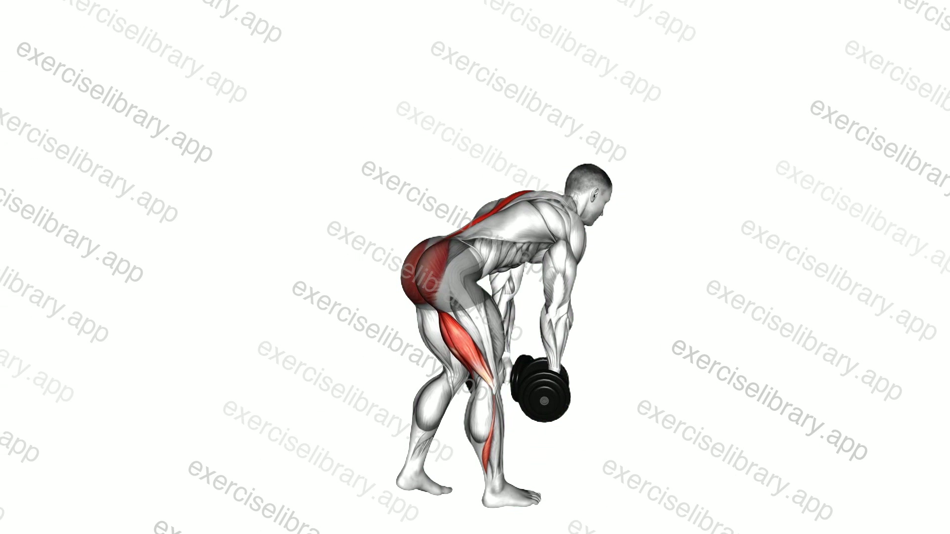 Dumbbell Staggered Stance Romanian Deadlift demonstration