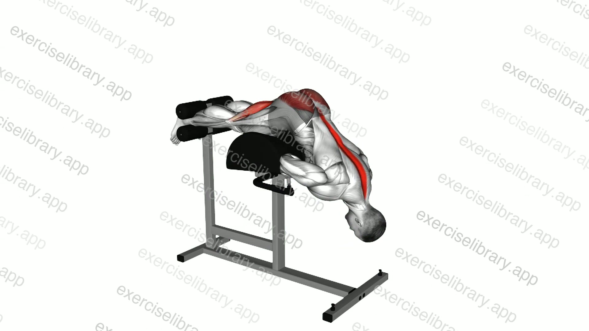 Glute Ham Developer Hip Extension demonstration