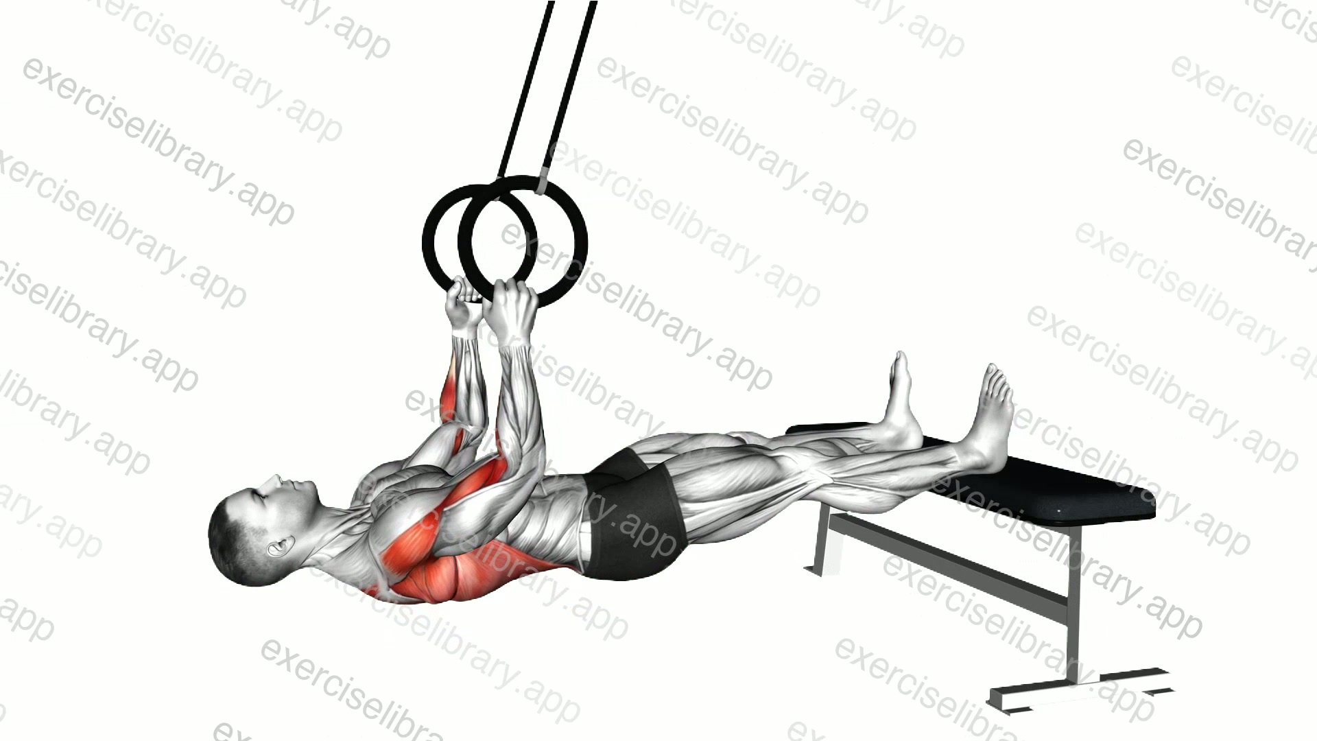 Ring Elevated Row demonstration