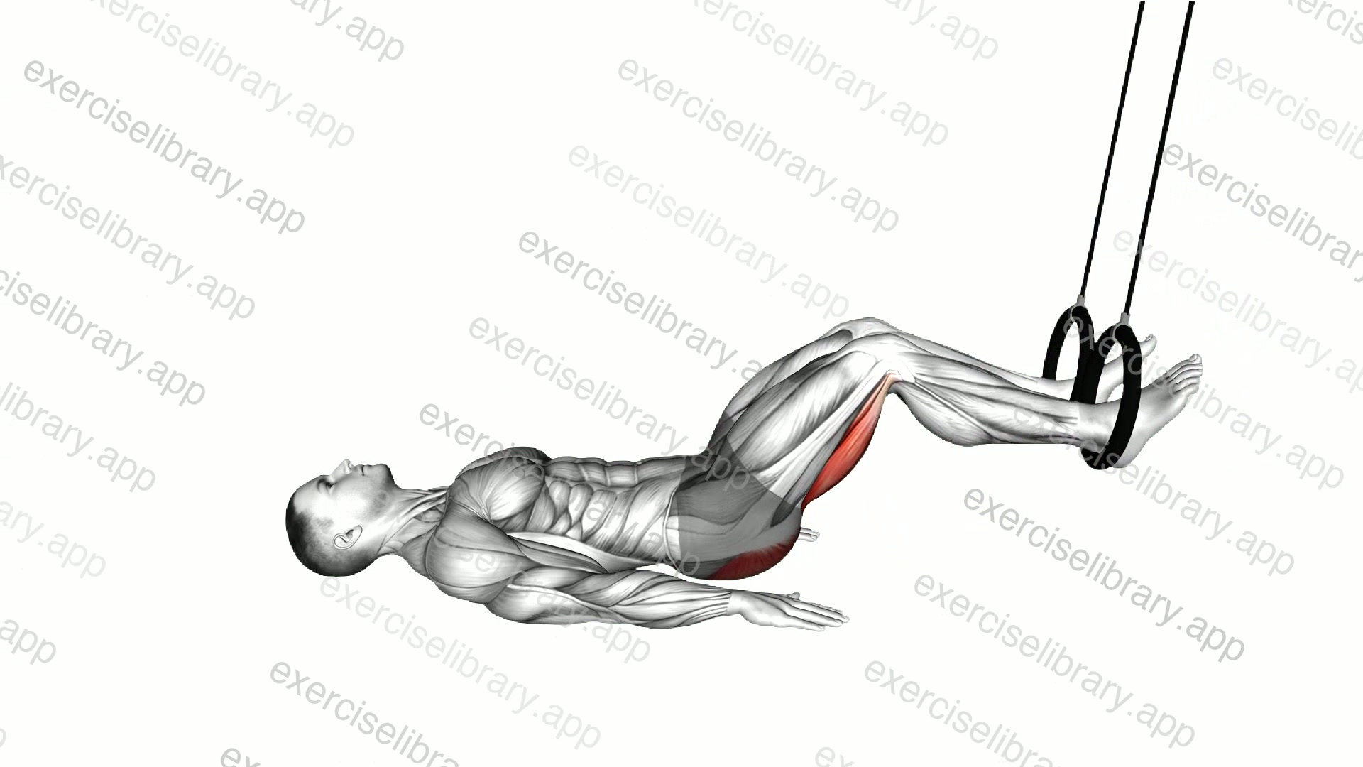 Ring Leg Curl demonstration