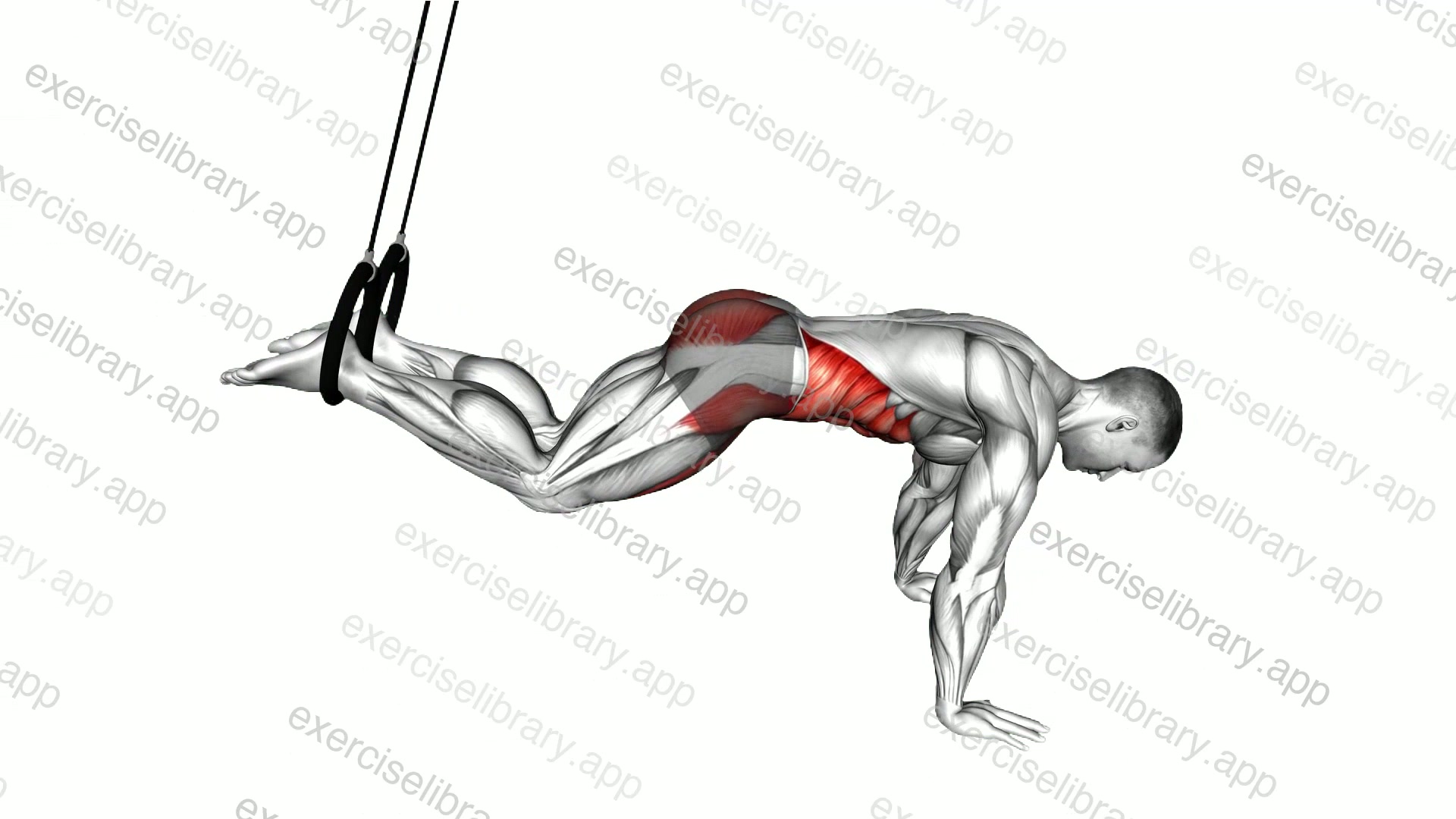 Ring Reverse Ab Rollout demonstration