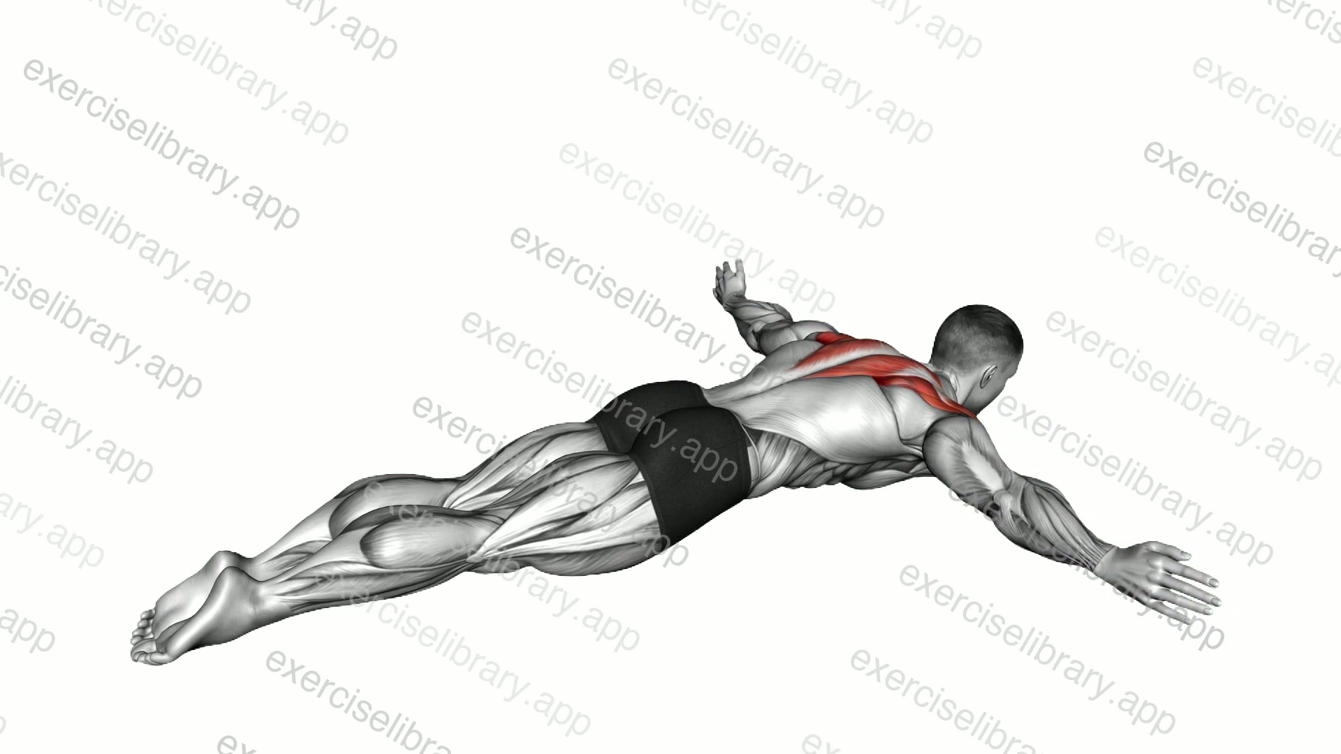 Lying Rear Lateral Raise demonstration
