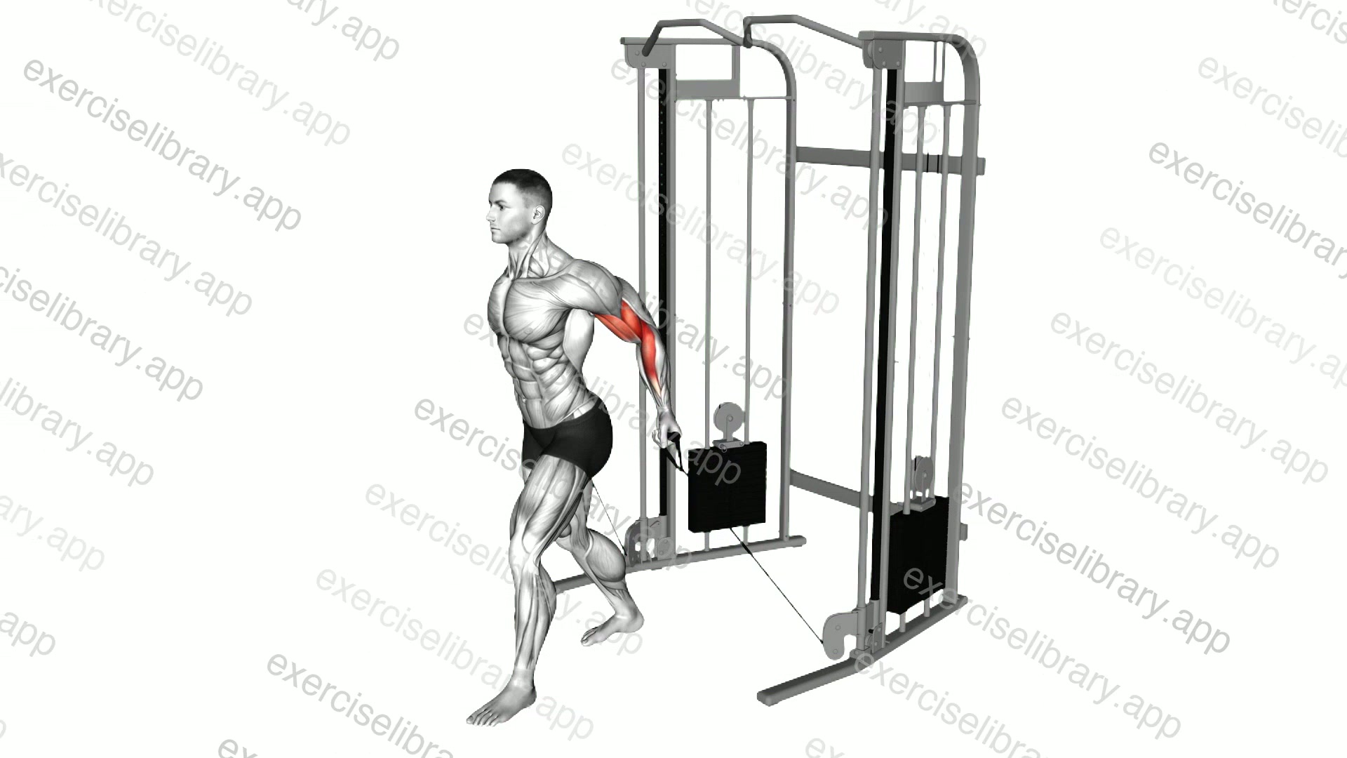 Cable Unilateral Biceps Curl demonstration