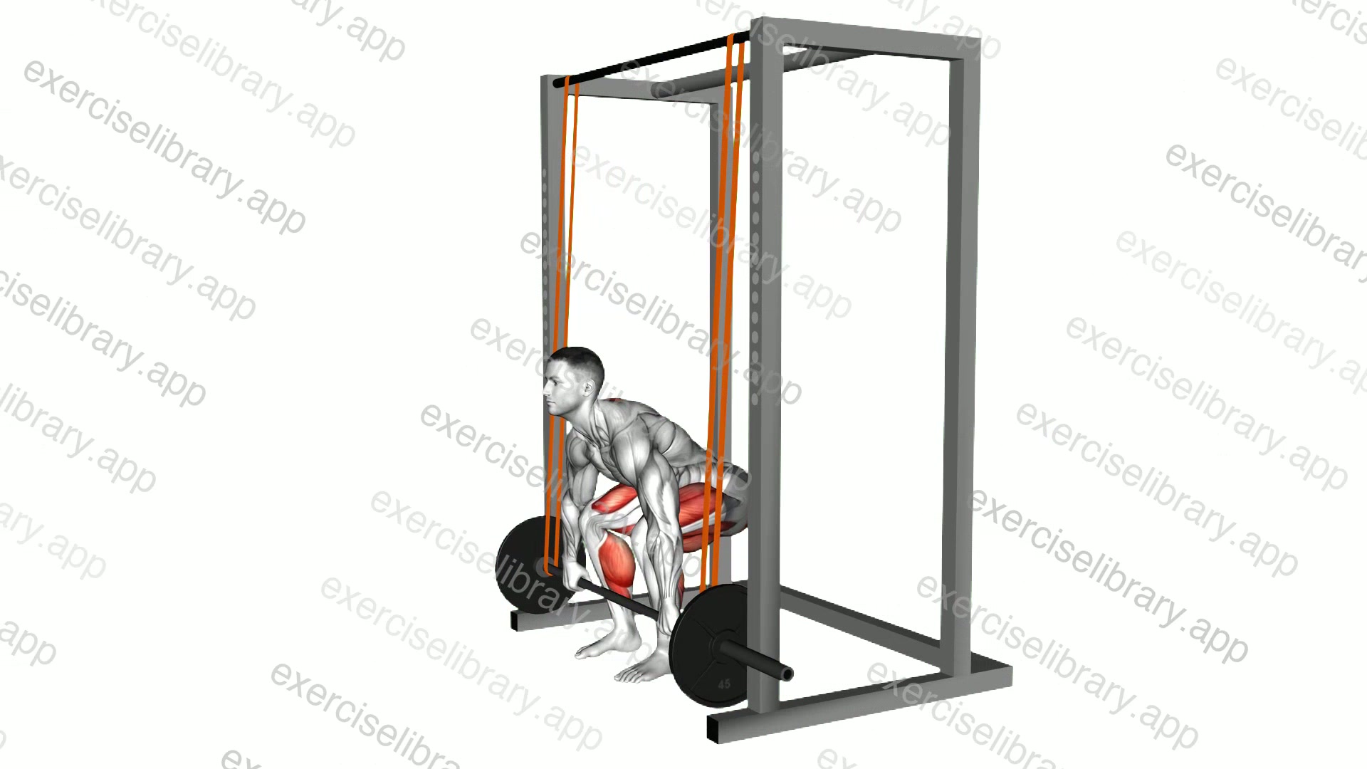 Barbell Band Assisted Deadlift demonstration