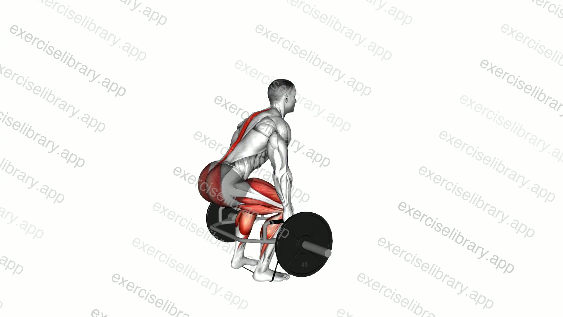 Trap bar Banded Deadlift demonstration