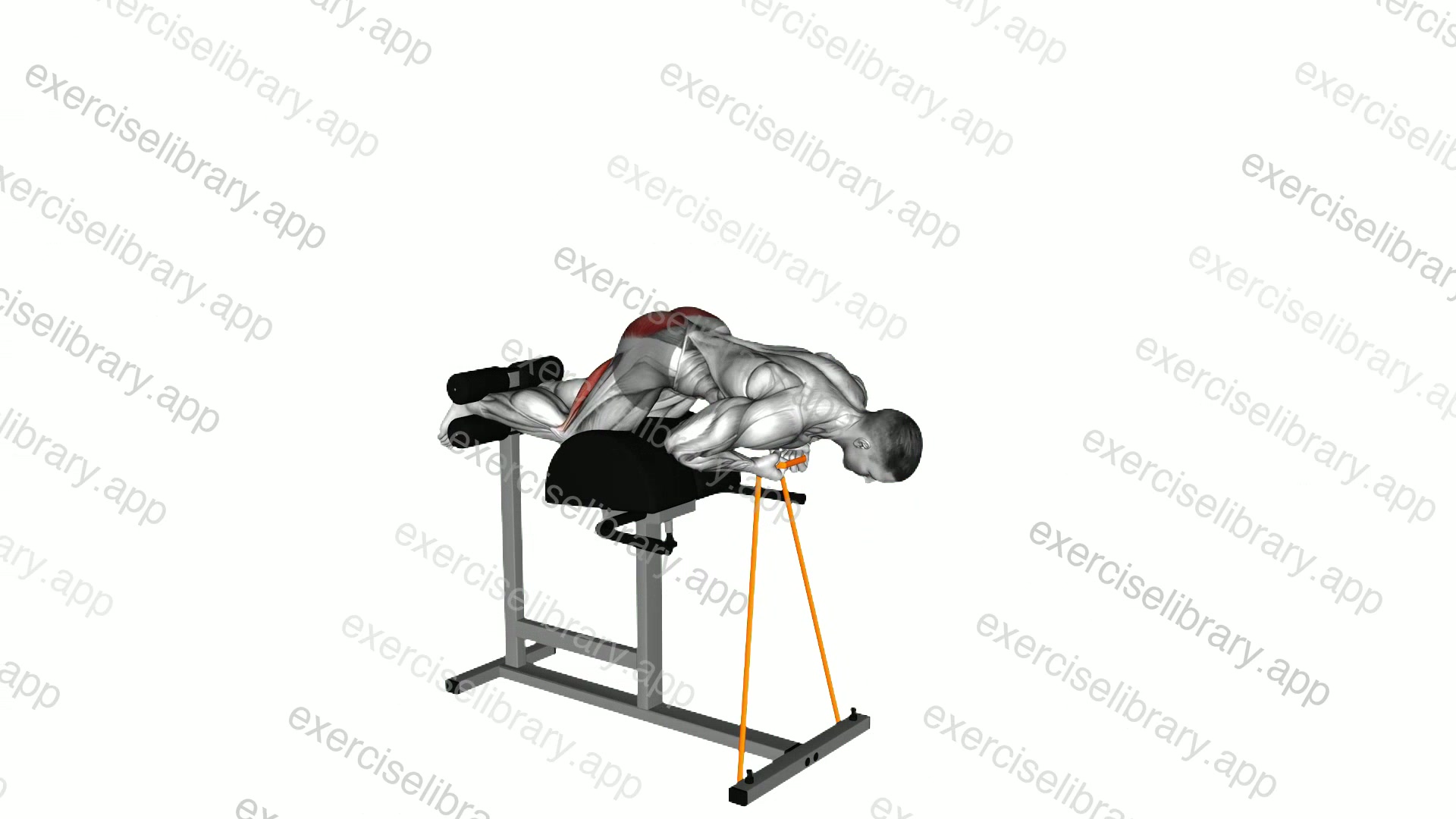 Banded Glute Ham Raise demonstration