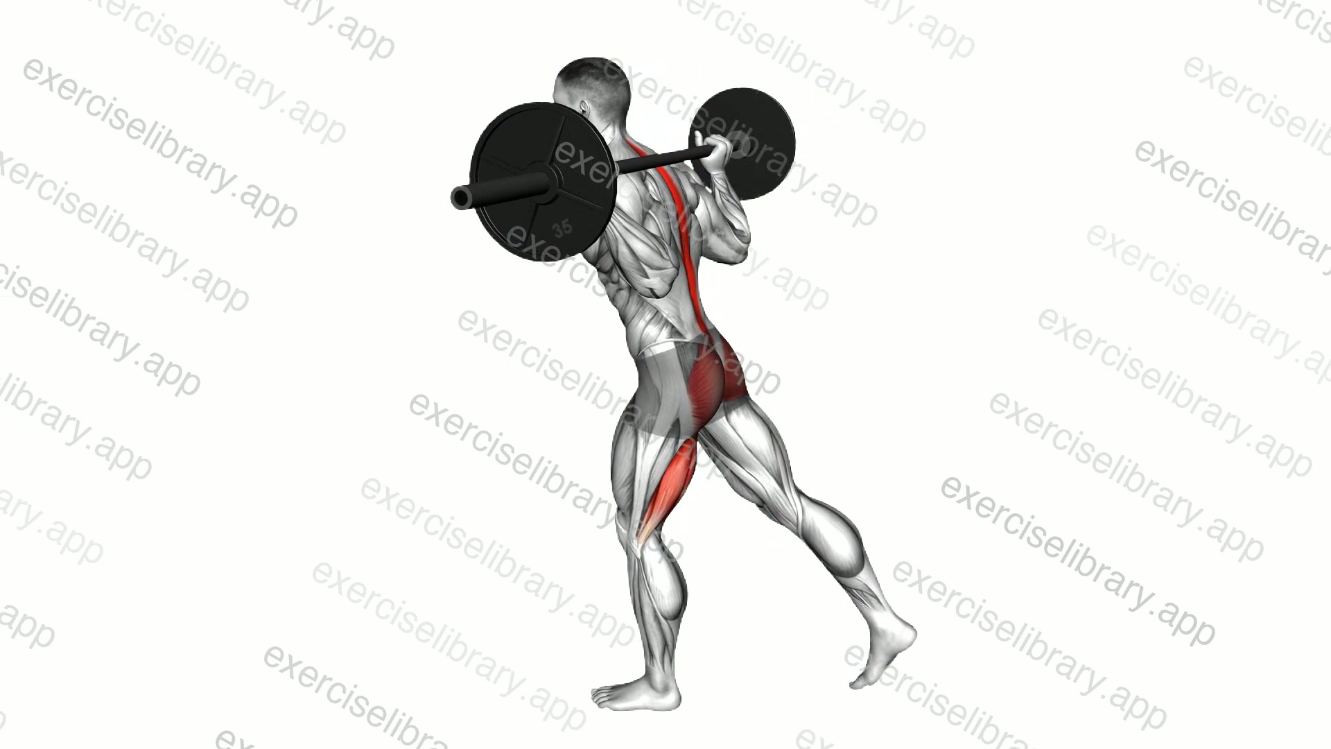 Barbell Single Leg Good Morning demonstration