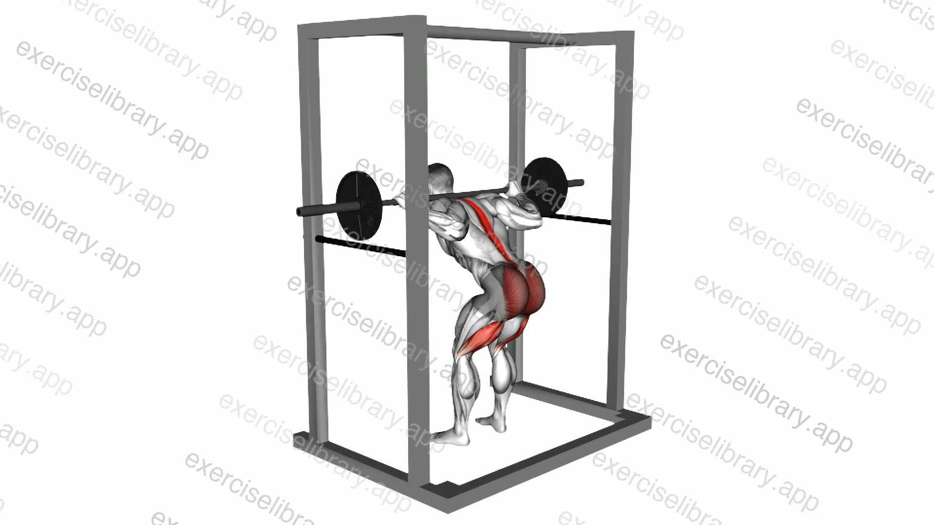 Barbell Pin Good Morning demonstration