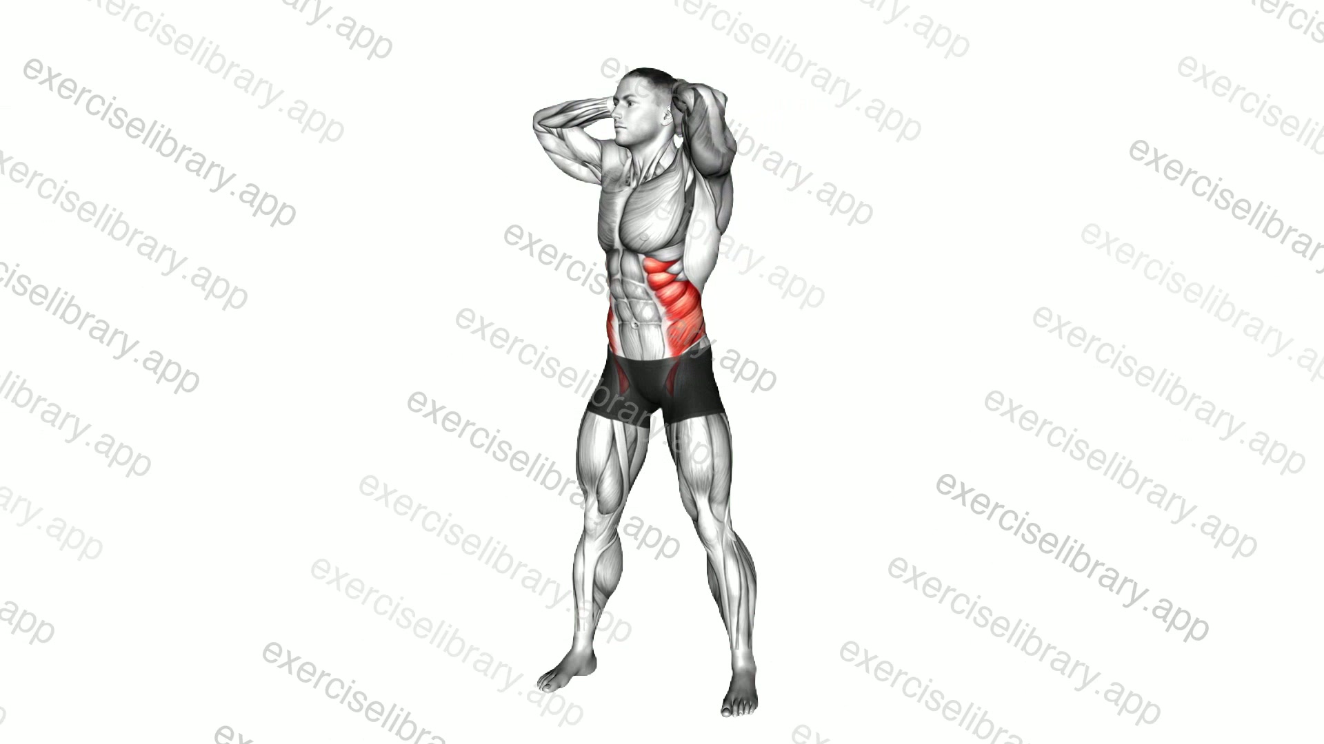 Bodyweight Standing Oblique Twist demonstration