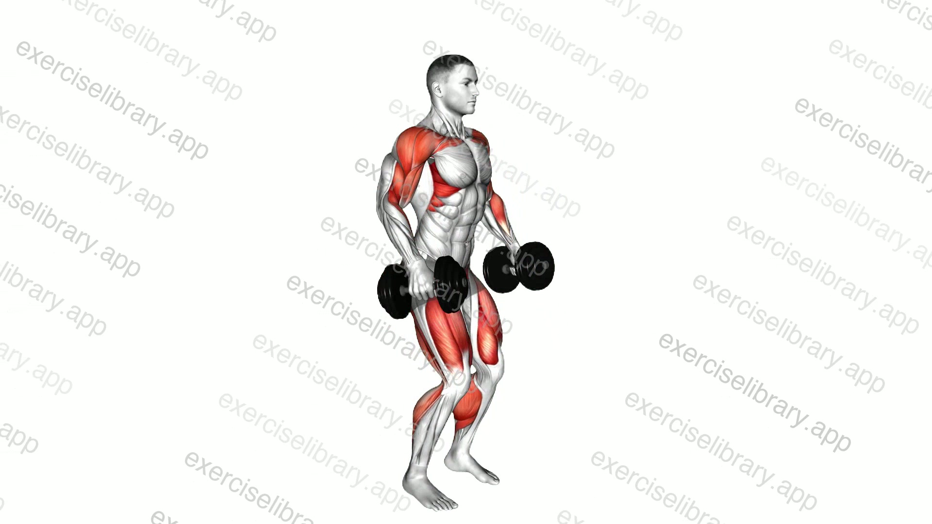 Dumbbell Power Clean demonstration