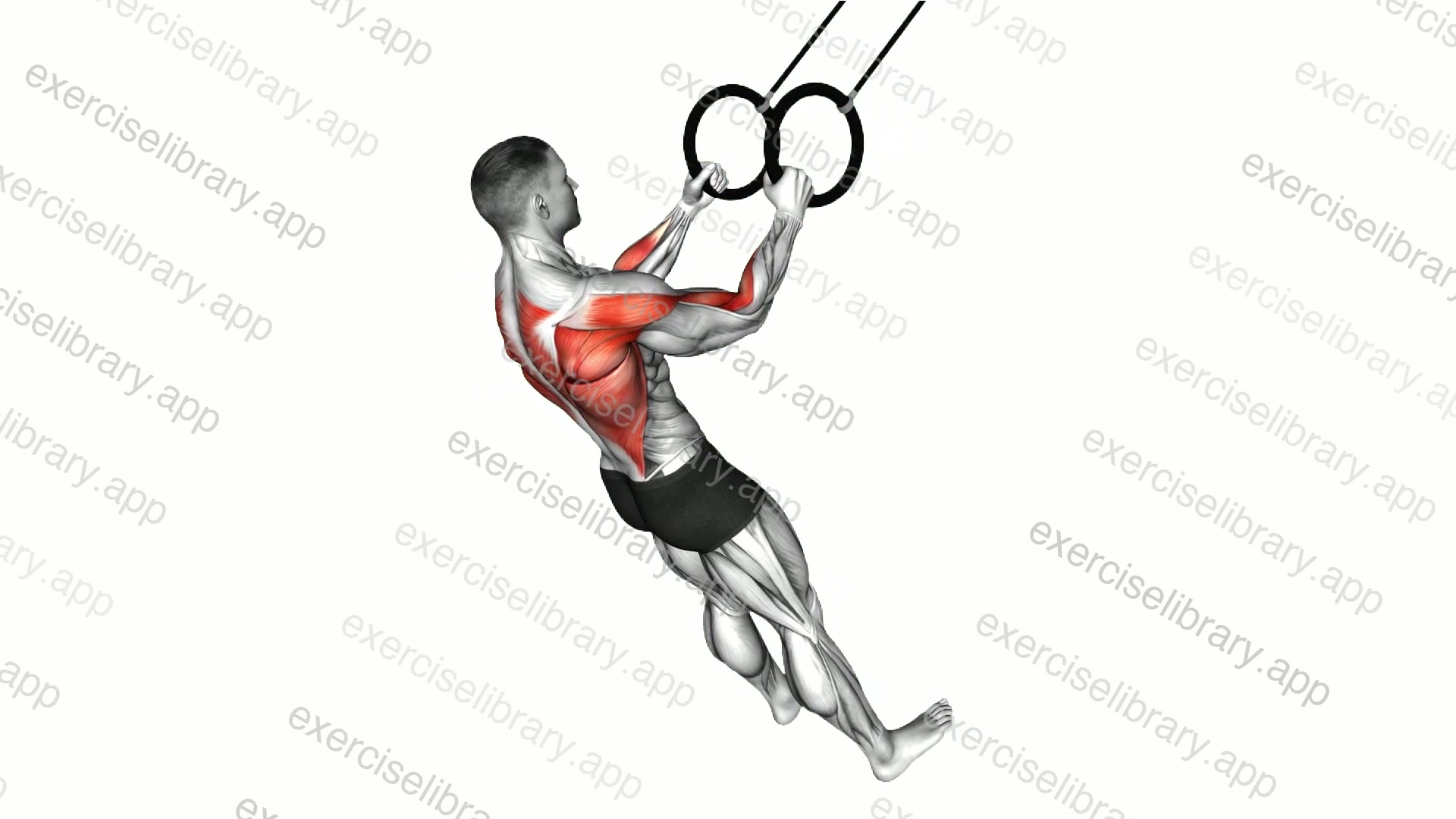 Ring High Row demonstration