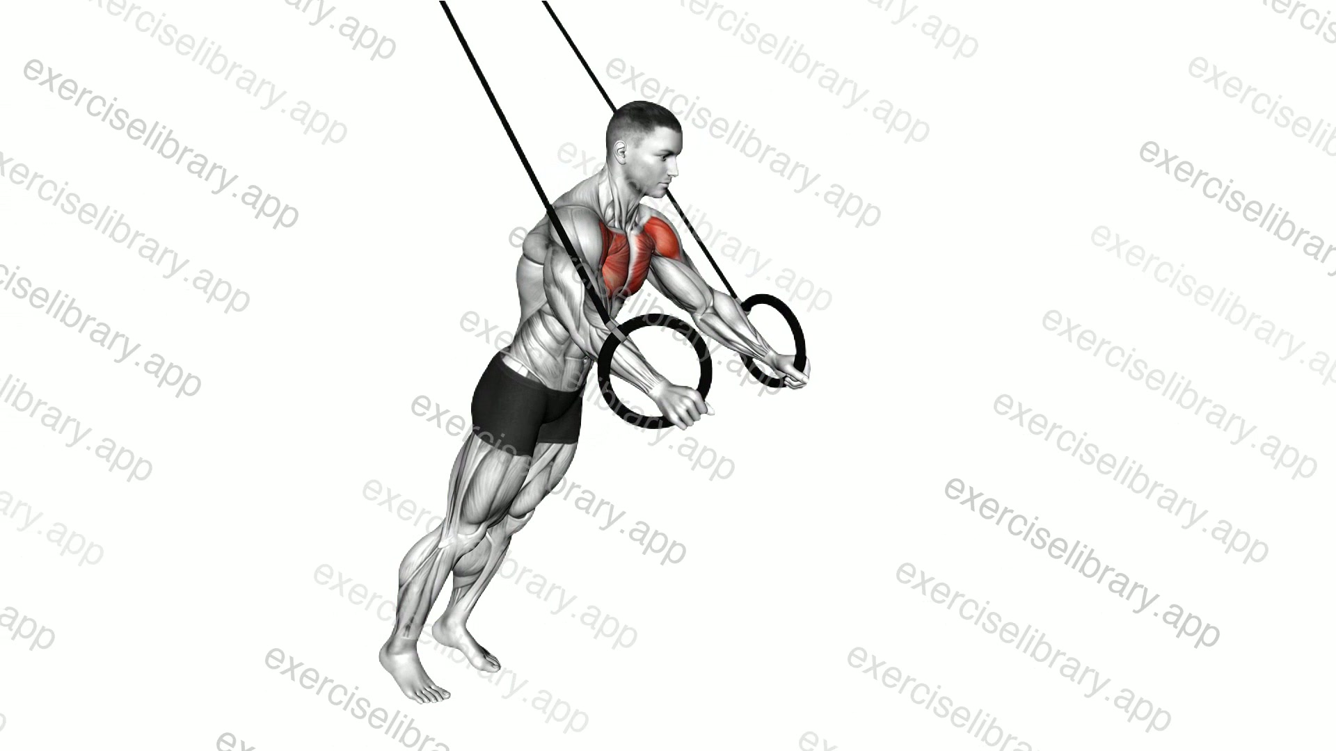 Ring Chest Fly demonstration