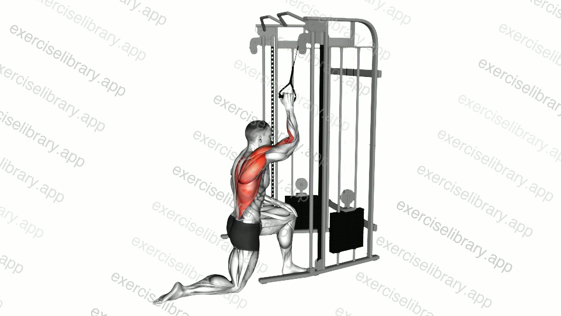Cable Kneeling One Arm Lat Pulldown demonstration