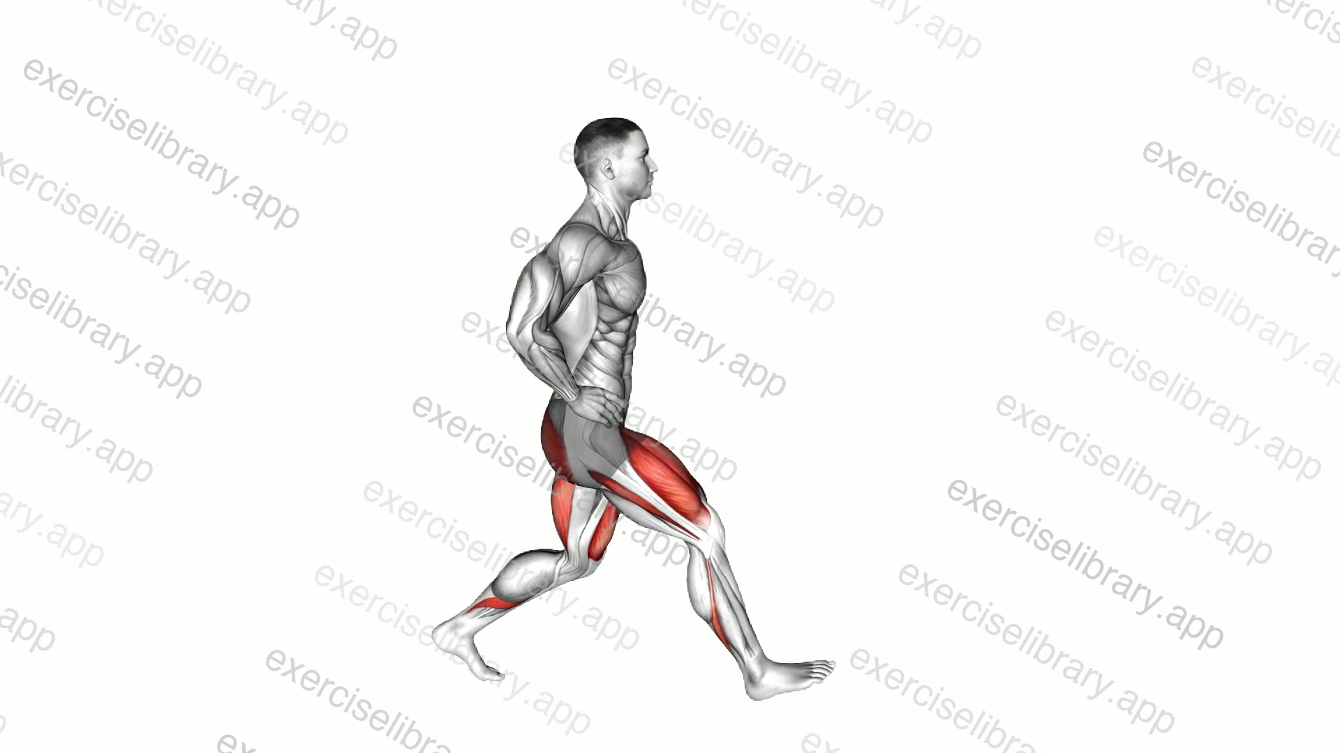 Bodyweight Forward Lunge demonstration