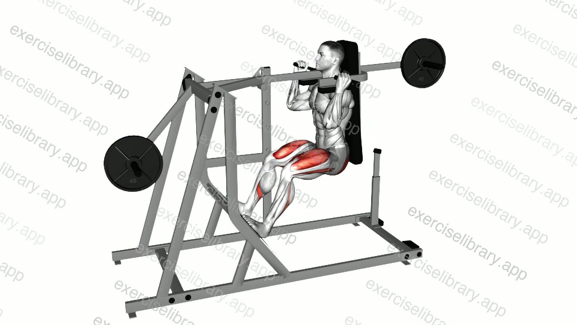 Lever Pendulum Squat demonstration