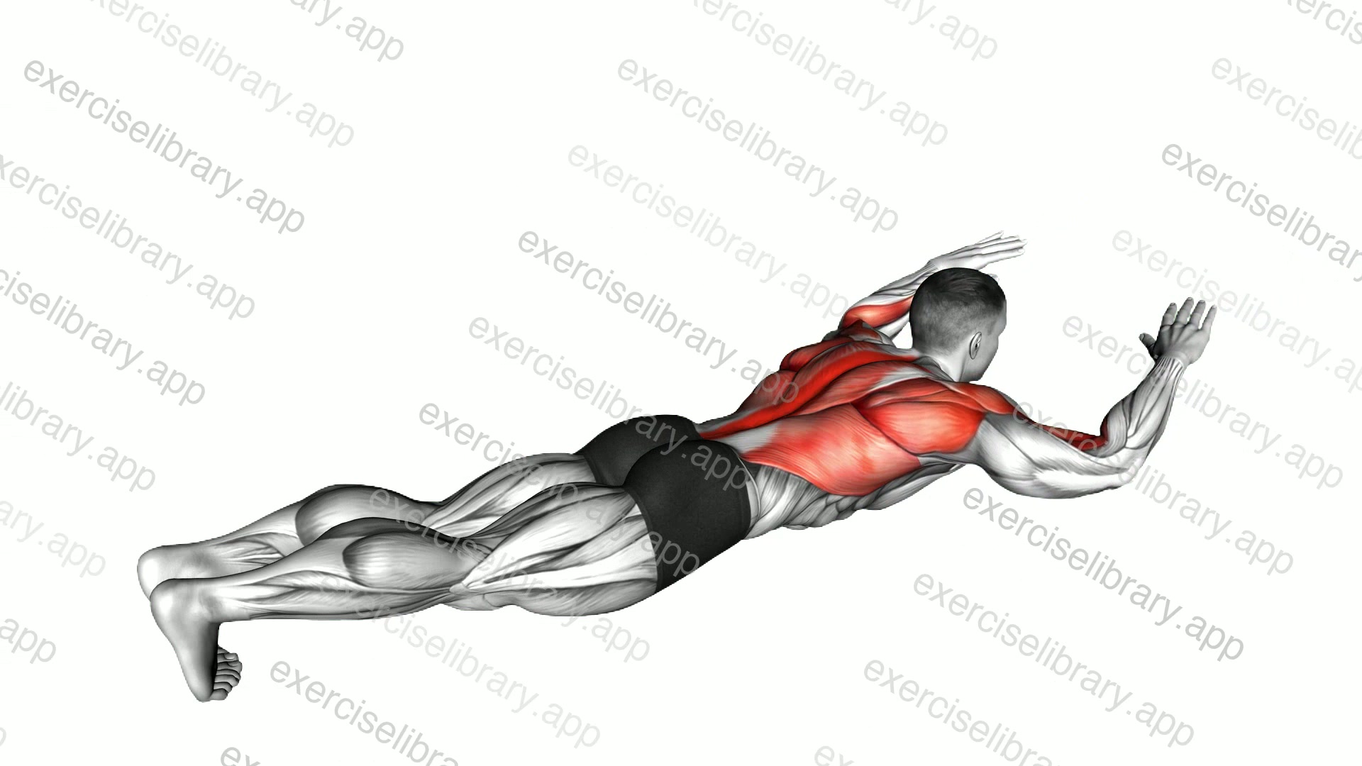 Lying Lat Pulldown demonstration